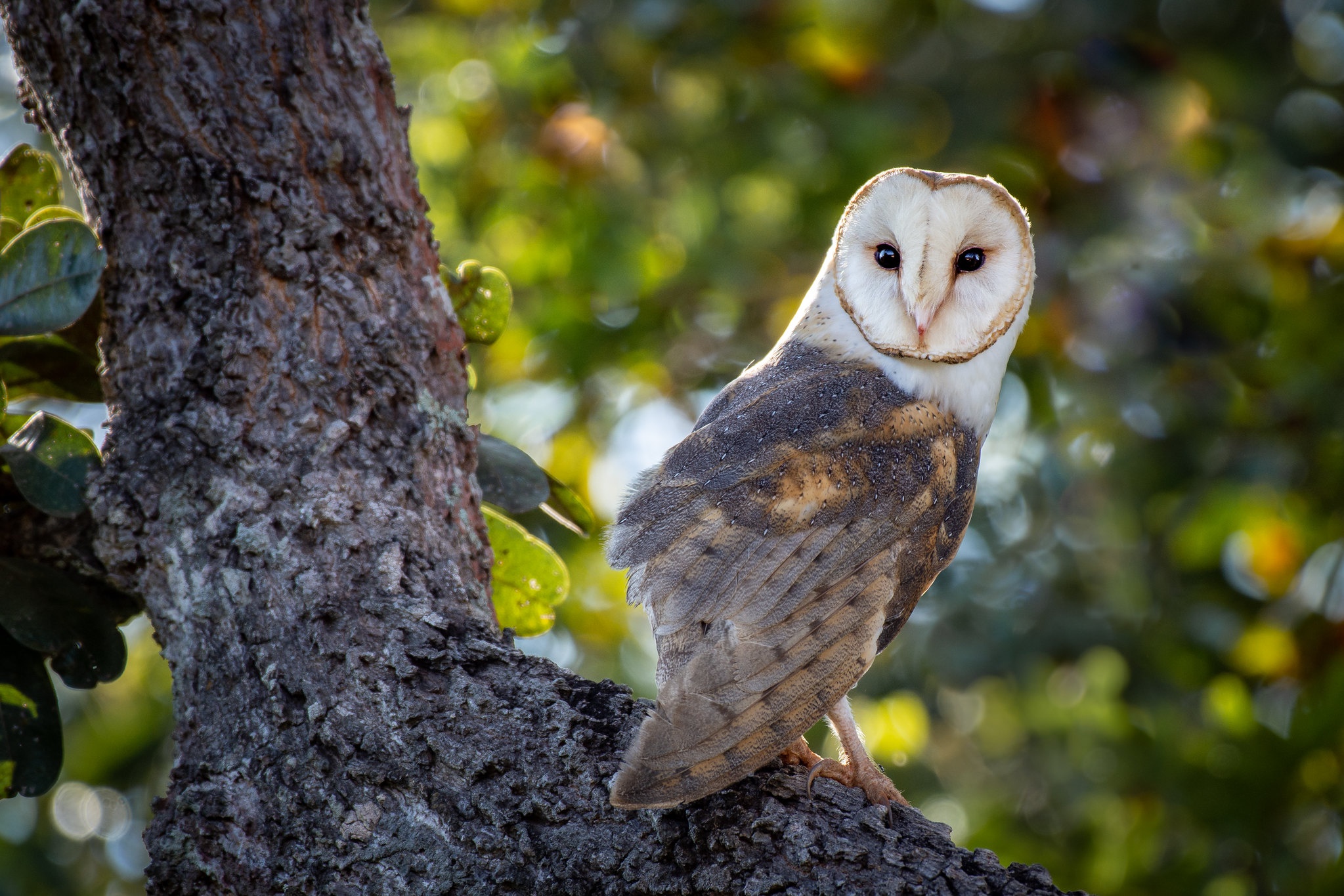 Download mobile wallpaper Birds, Owl, Bird, Animal, Bokeh, Barn Owl for free.