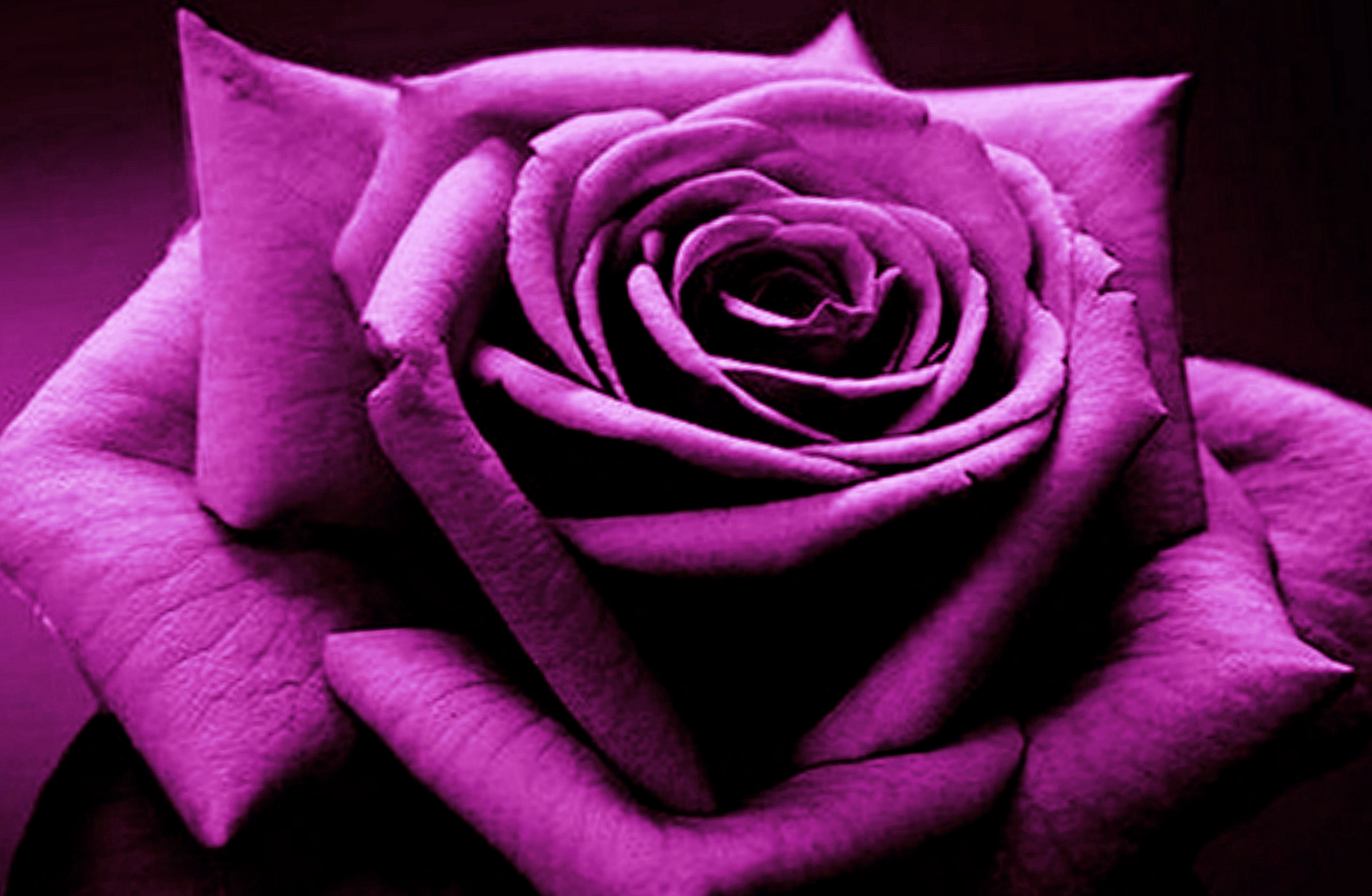 無料モバイル壁紙花, 薔薇, 地球, 紫のバラをダウンロードします。