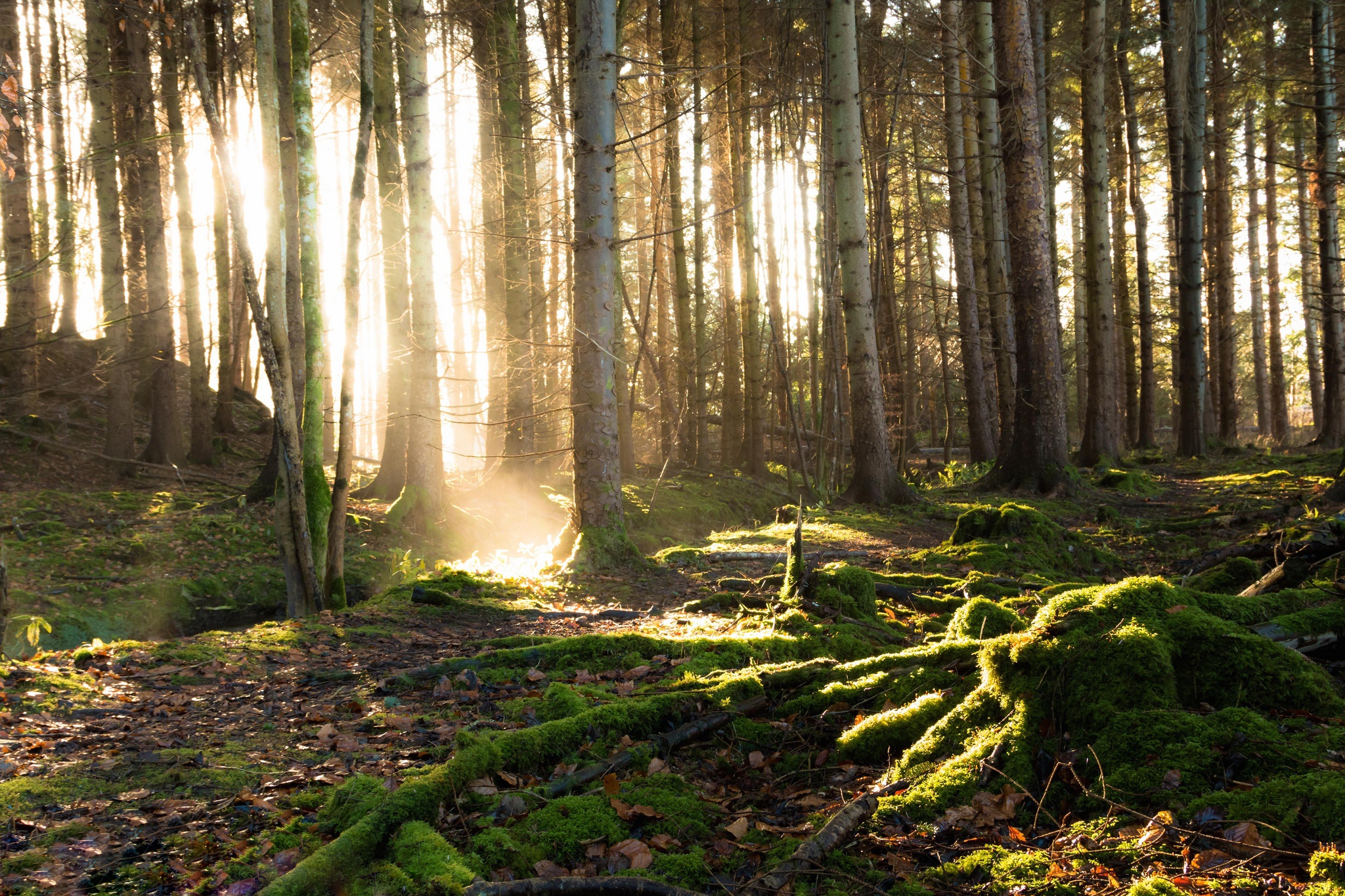 Handy-Wallpaper Natur, Wald, Baum, Moos, Sonnig, Erde/natur kostenlos herunterladen.