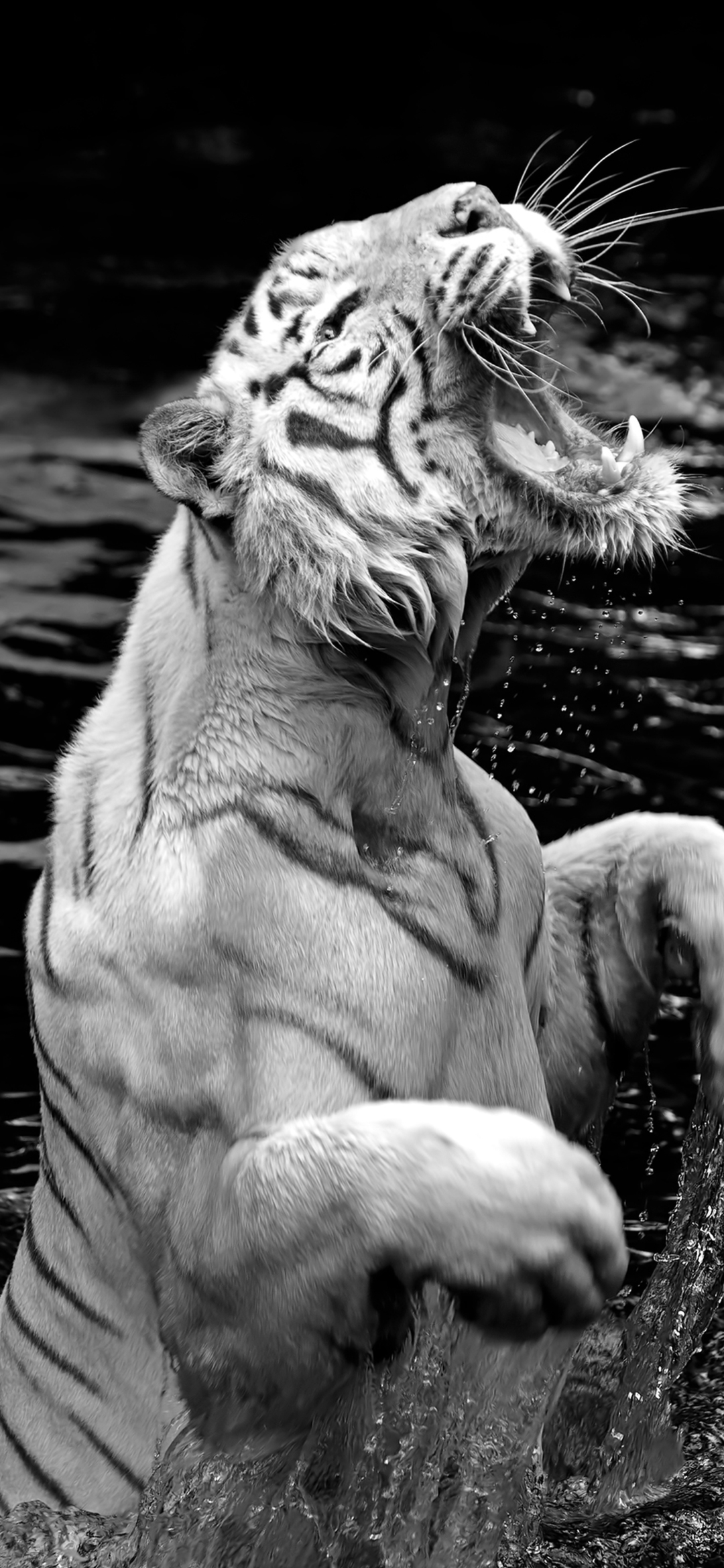 Download mobile wallpaper Cats, Tiger, Animal for free.