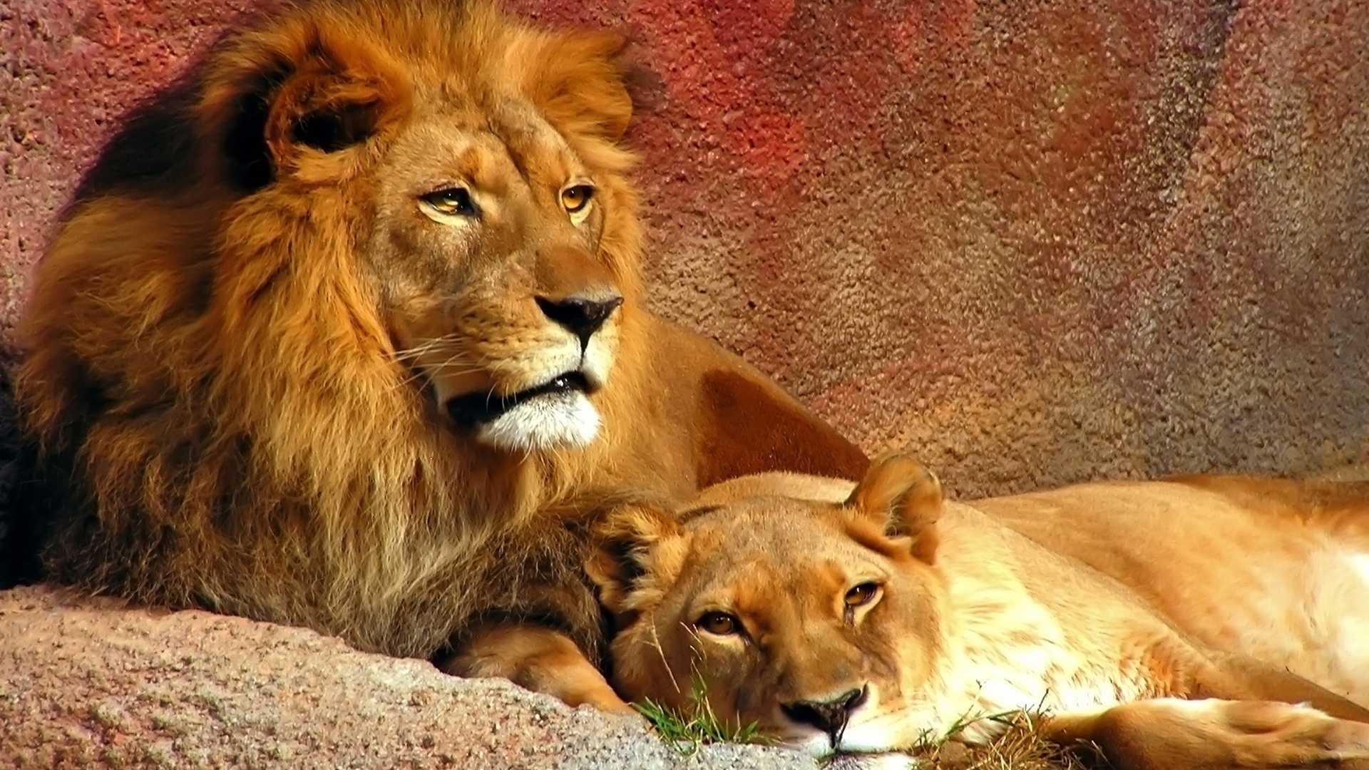 35751 скачать картинку львы, животные, оранжевые - обои и заставки бесплатно