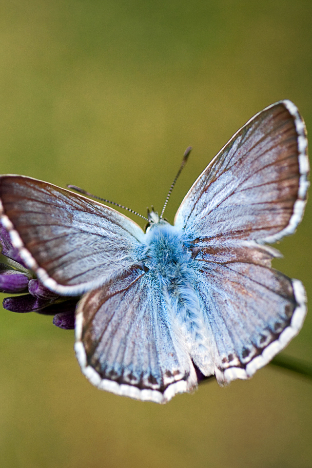 Download mobile wallpaper Butterfly, Animal for free.