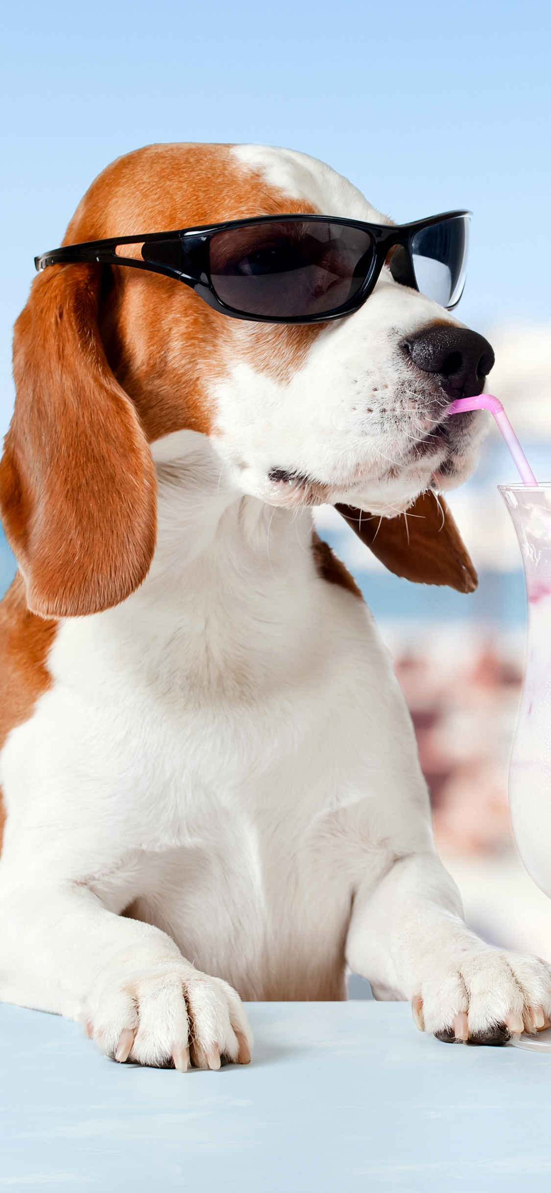 Download mobile wallpaper Dogs, Summer, Dog, Animal, Sunglasses, Beagle, Humor for free.