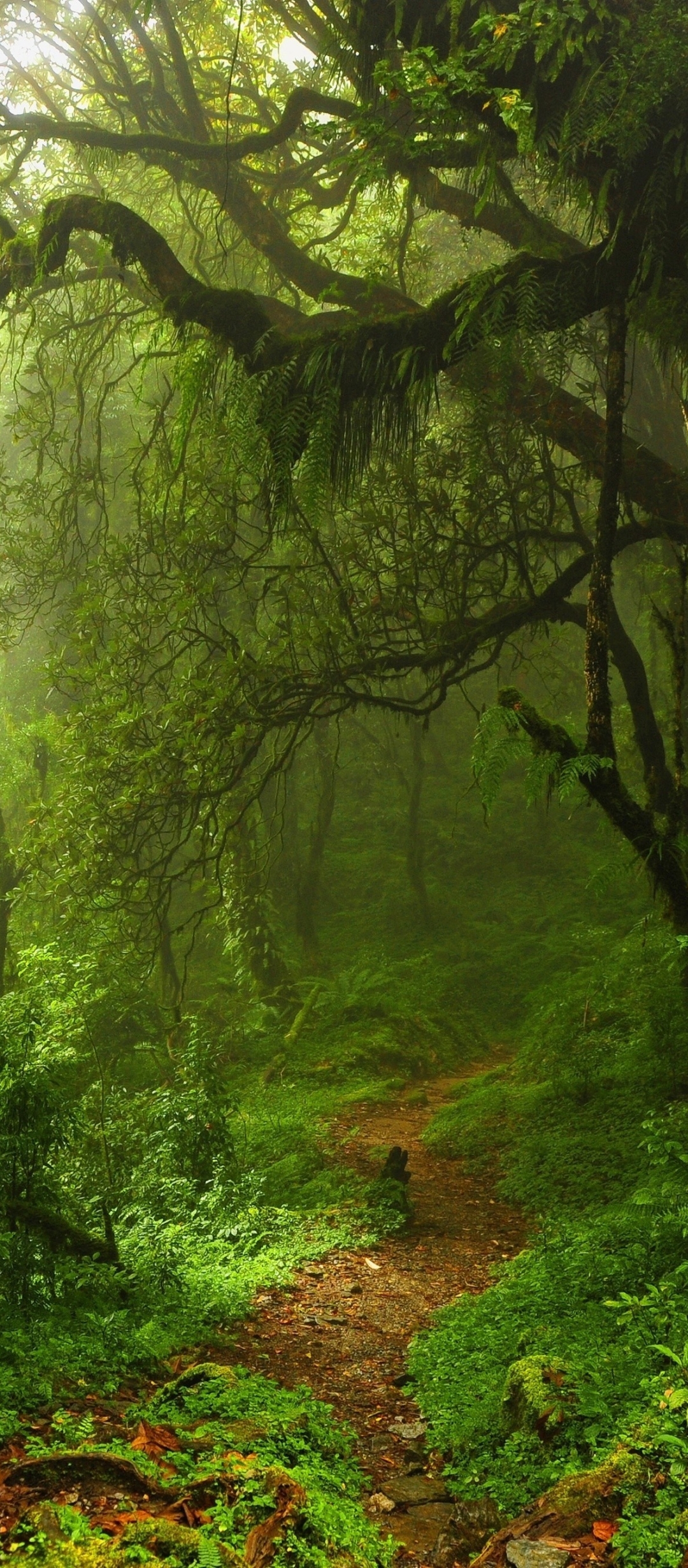 Скачати мобільні шпалери Природа, Ліс, Зелень, Земля, Шлях безкоштовно.