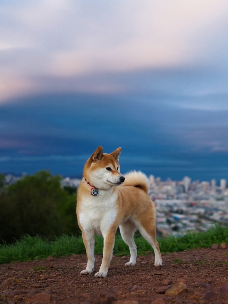 Handy-Wallpaper Tiere, Hunde, Hund, Shiba Inu kostenlos herunterladen.