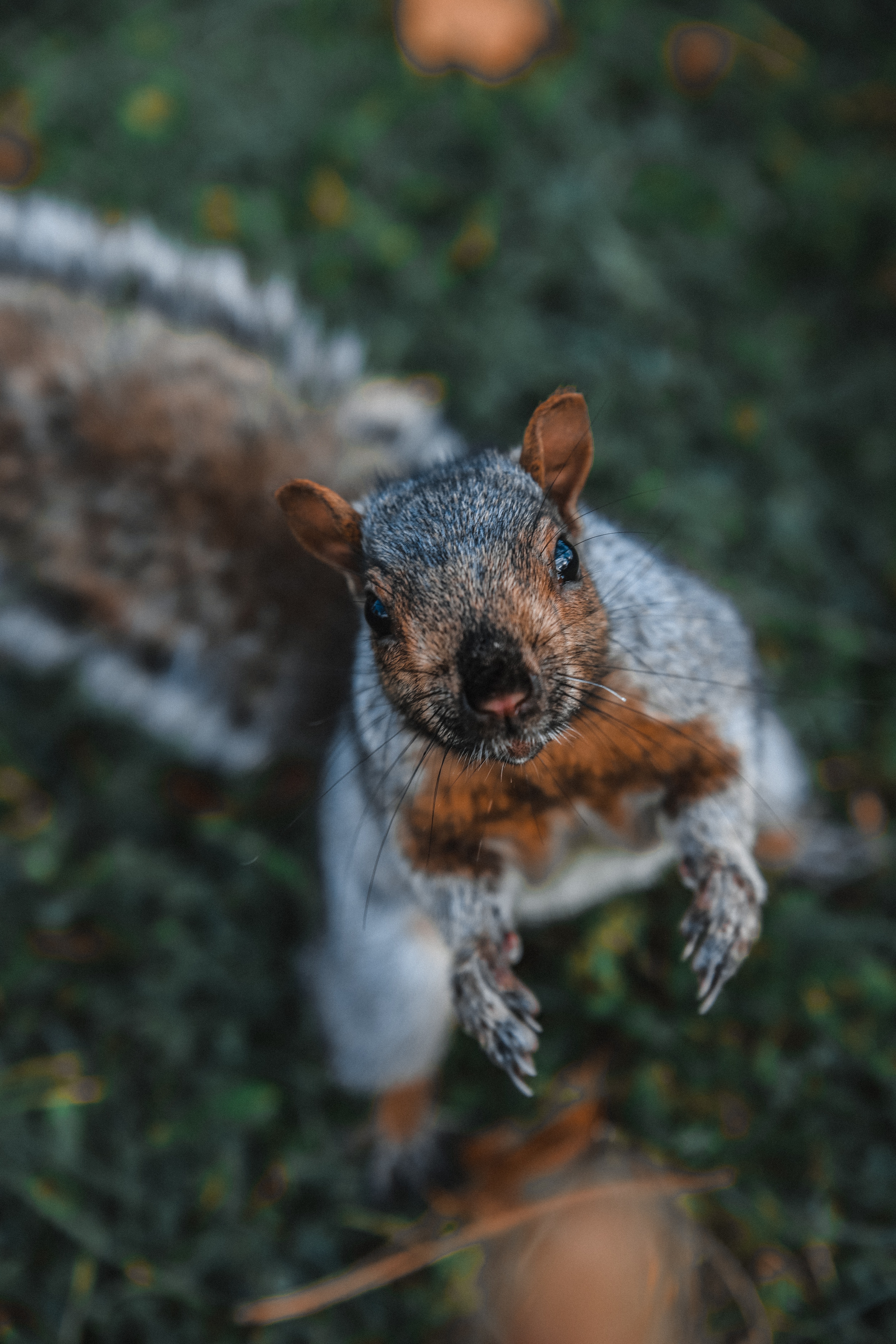Free download wallpaper Animal, Animals, Squirrel, Brown, Funny on your PC desktop