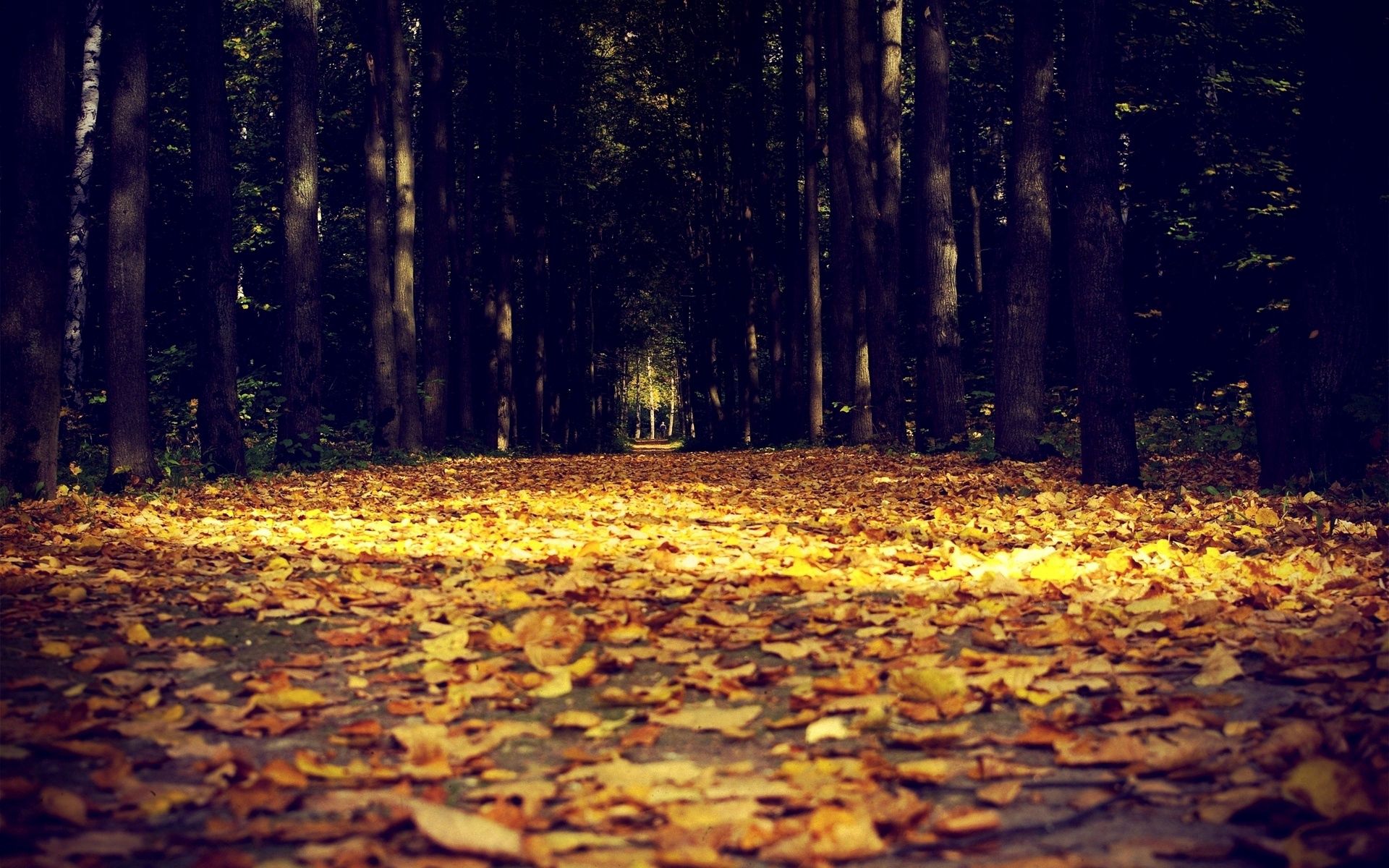 PCデスクトップに自然, 路地, 裏通り, 葉, 闇, 秋画像を無料でダウンロード