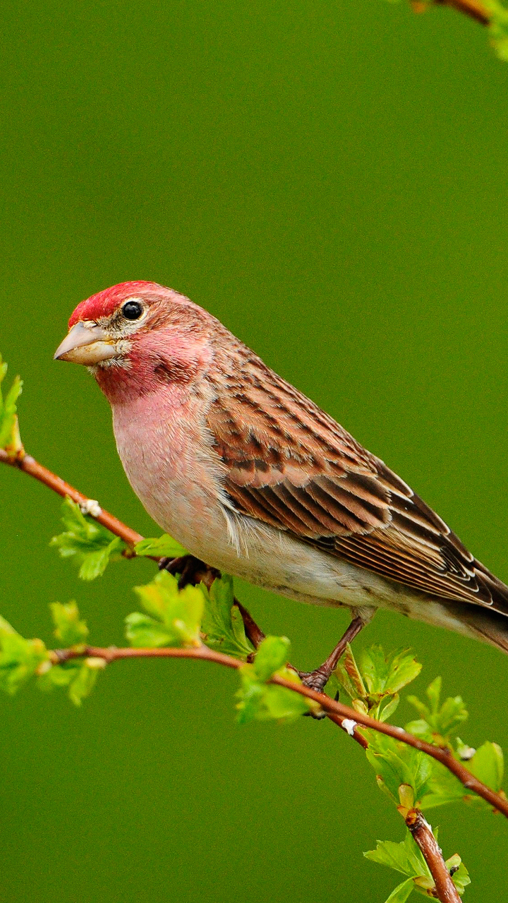 無料モバイル壁紙動物, 鳥をダウンロードします。