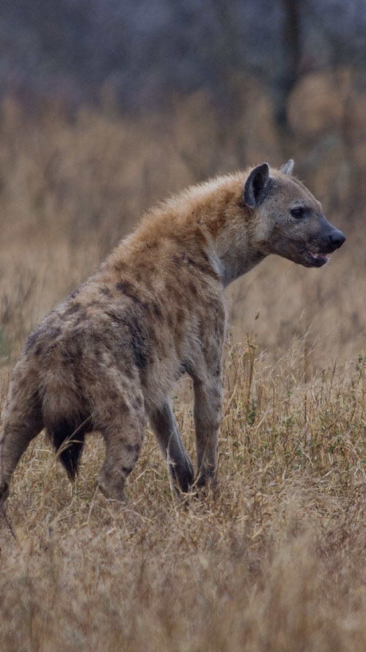 animal, spotted hyena