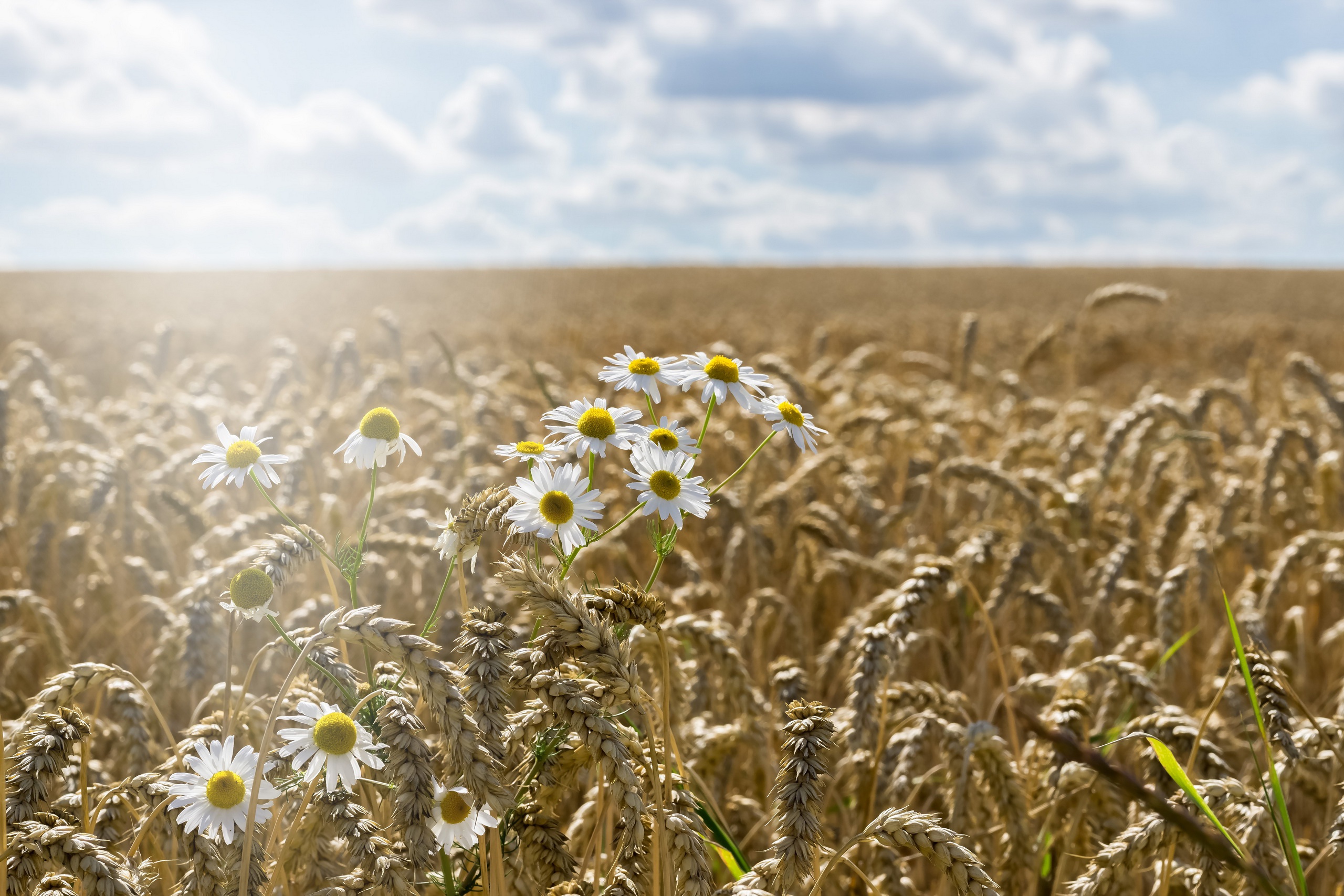 Скачать картинку Лето, Пшеница, Цветок, Поле, Белый Цветок, Земля/природа в телефон бесплатно.