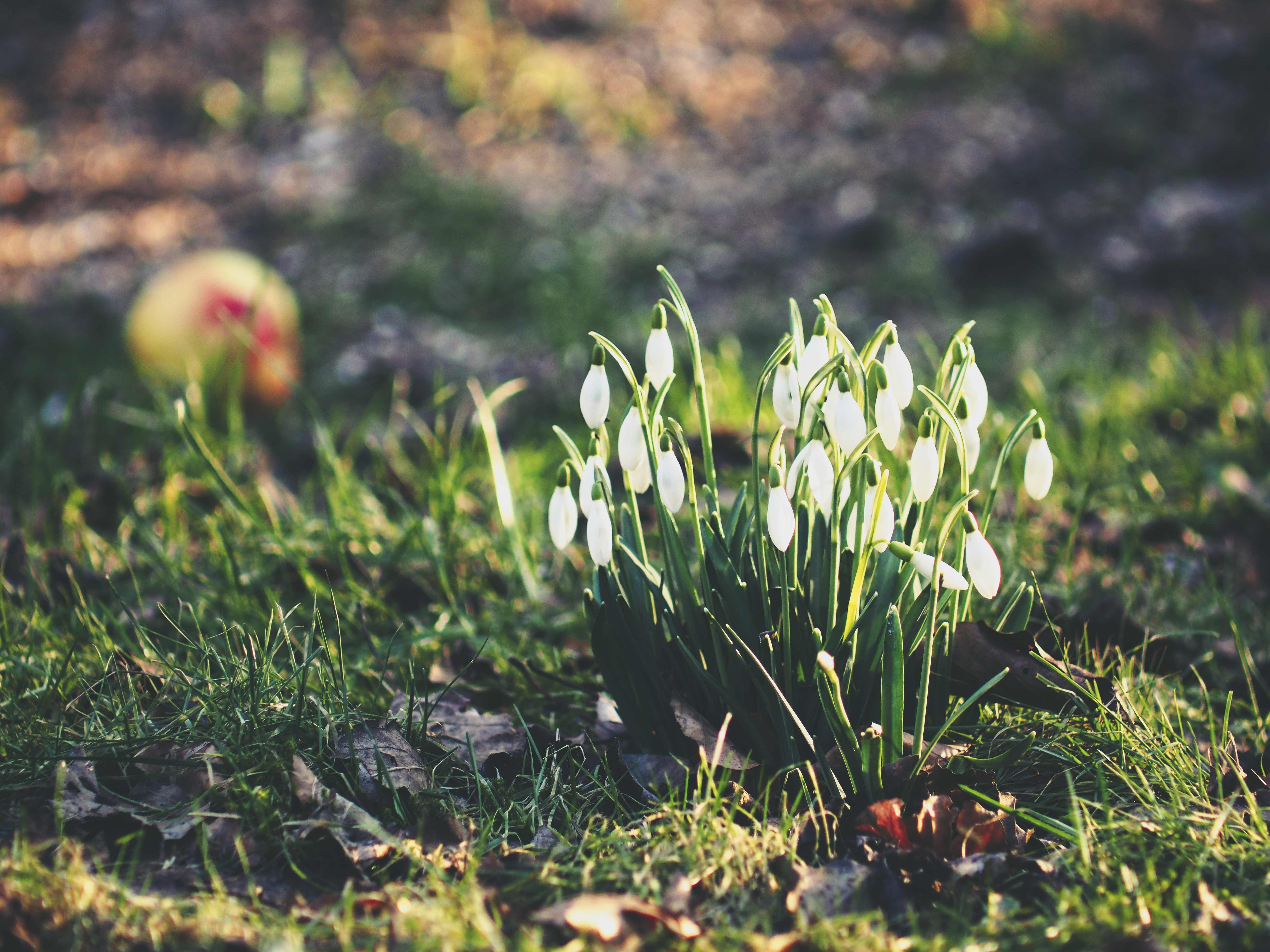 Free download wallpaper Flowers, Snowdrops, Flowering, Bloom, Foliage on your PC desktop