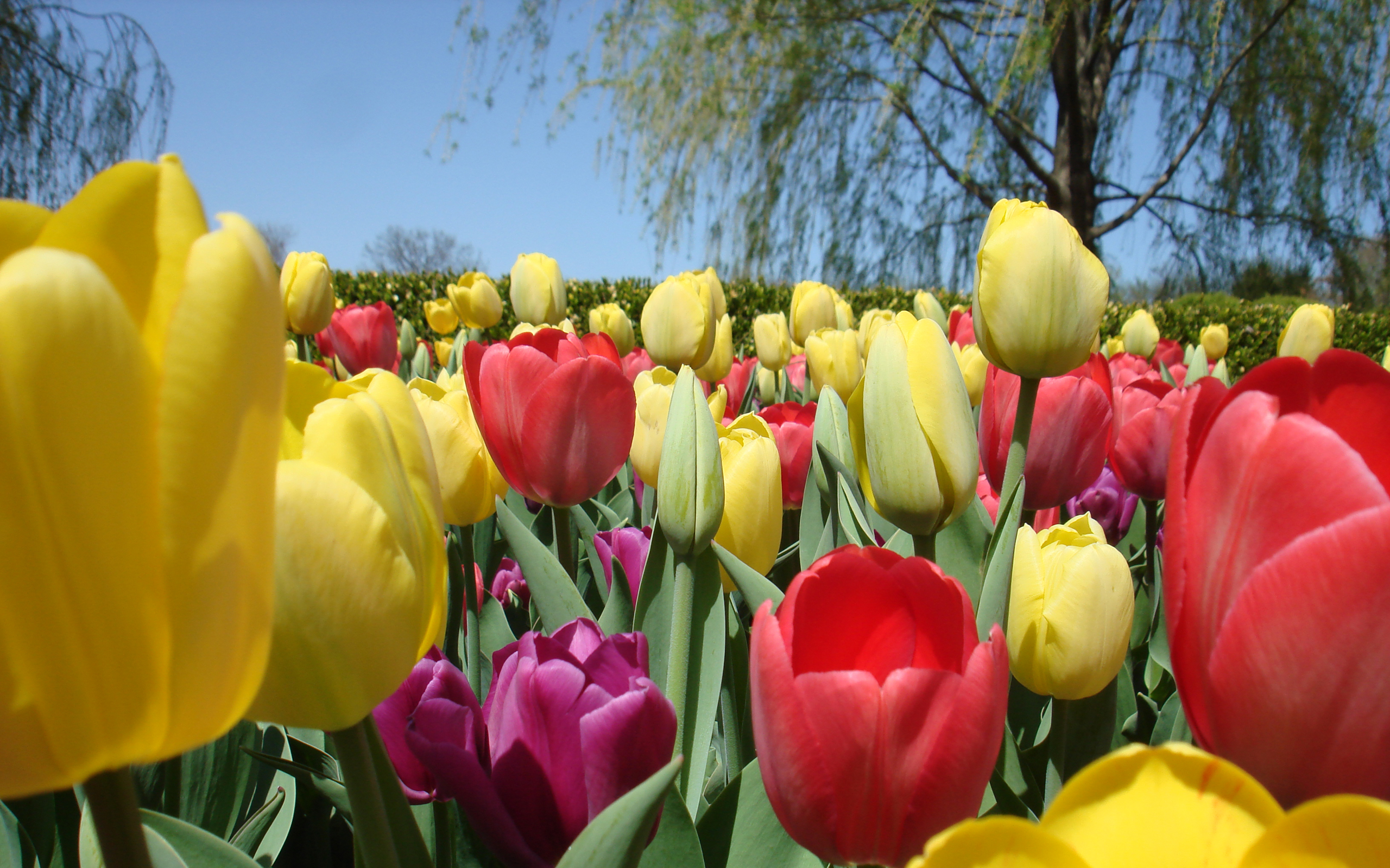 Free download wallpaper Flowers, Earth, Tulip on your PC desktop