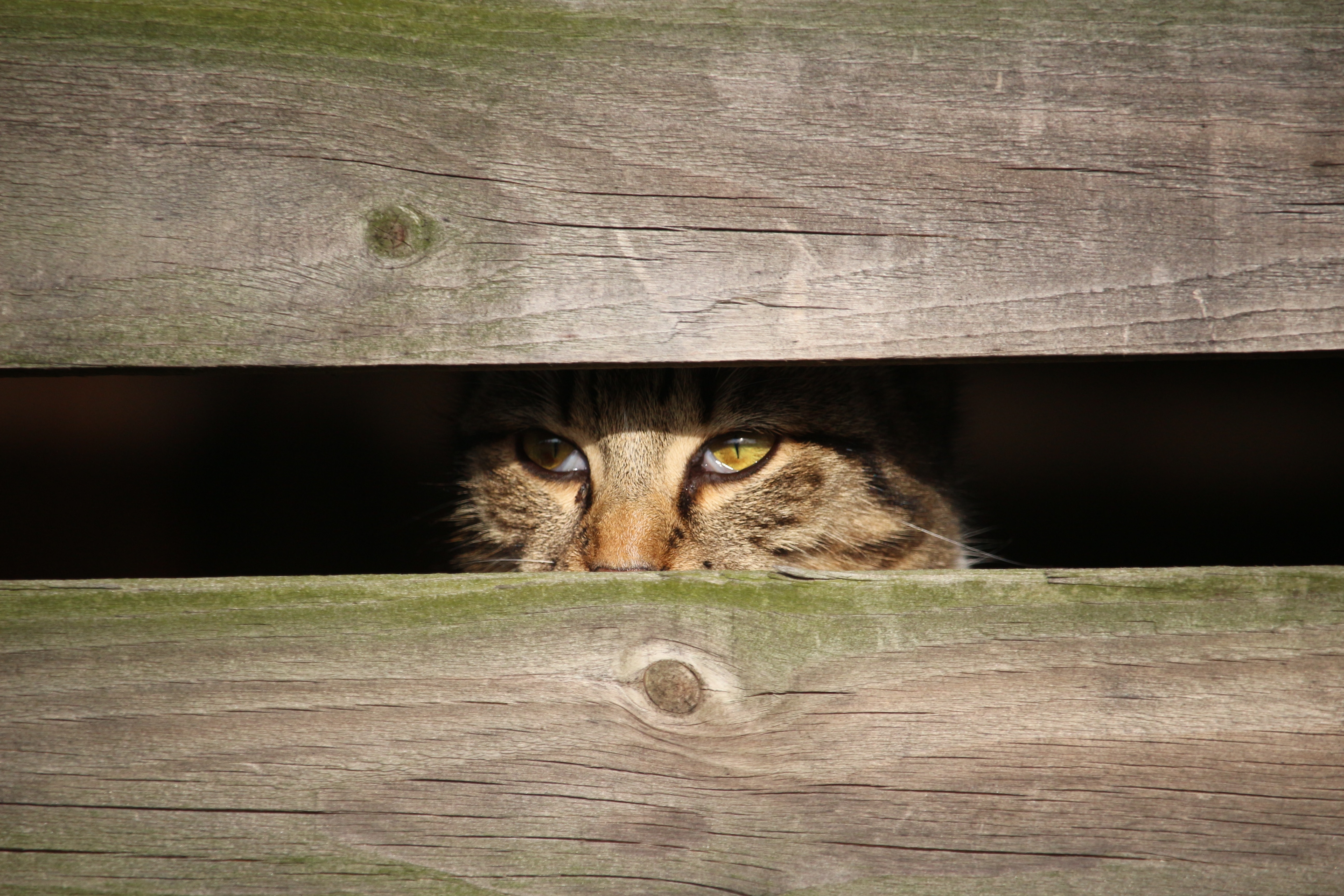 Descarga gratuita de fondo de pantalla para móvil de Animales, Gatos, Gato, Mirar Fijamente.