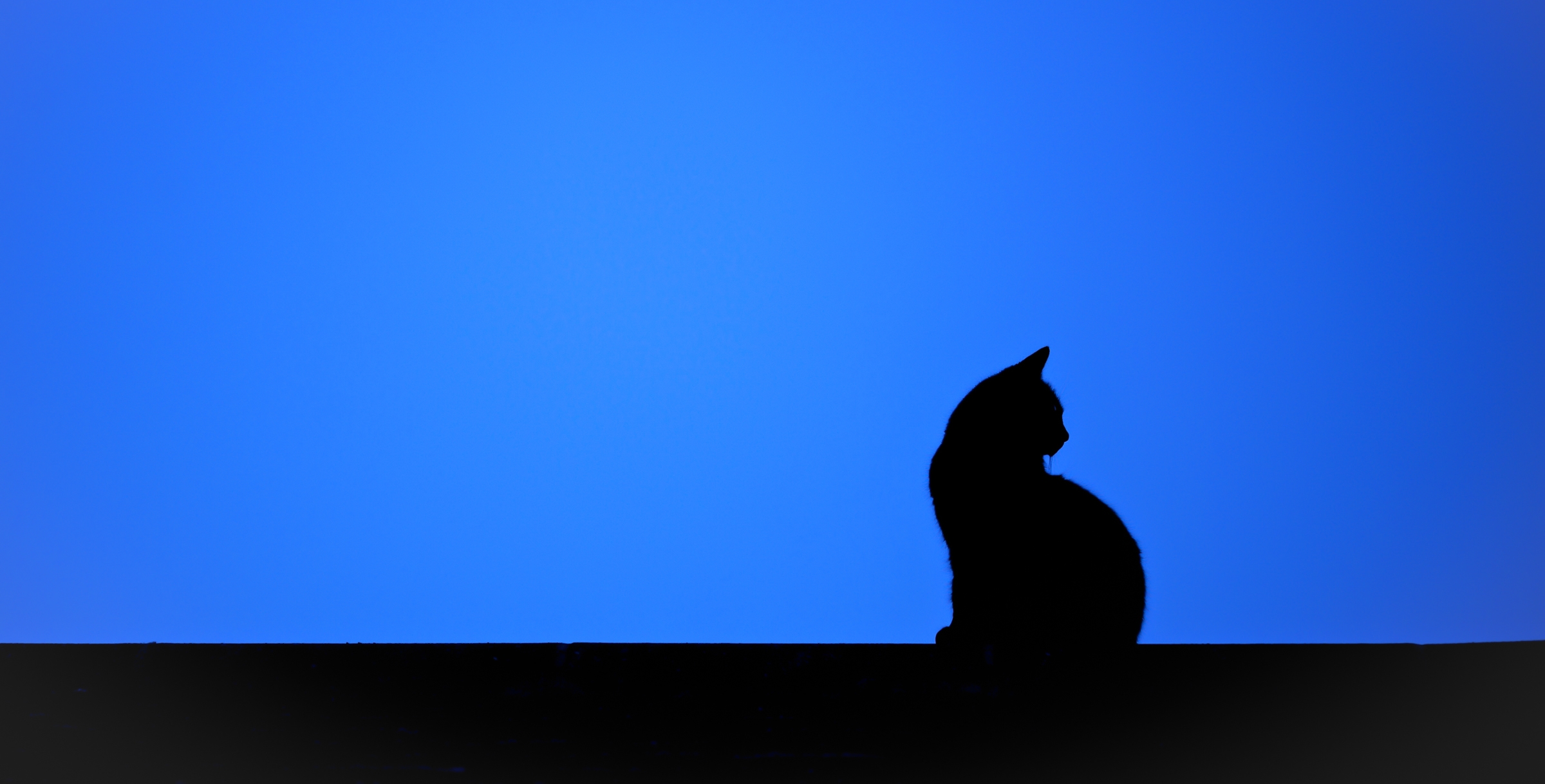 PCデスクトップに動物, シルエット, ネコ, 猫, 青い画像を無料でダウンロード