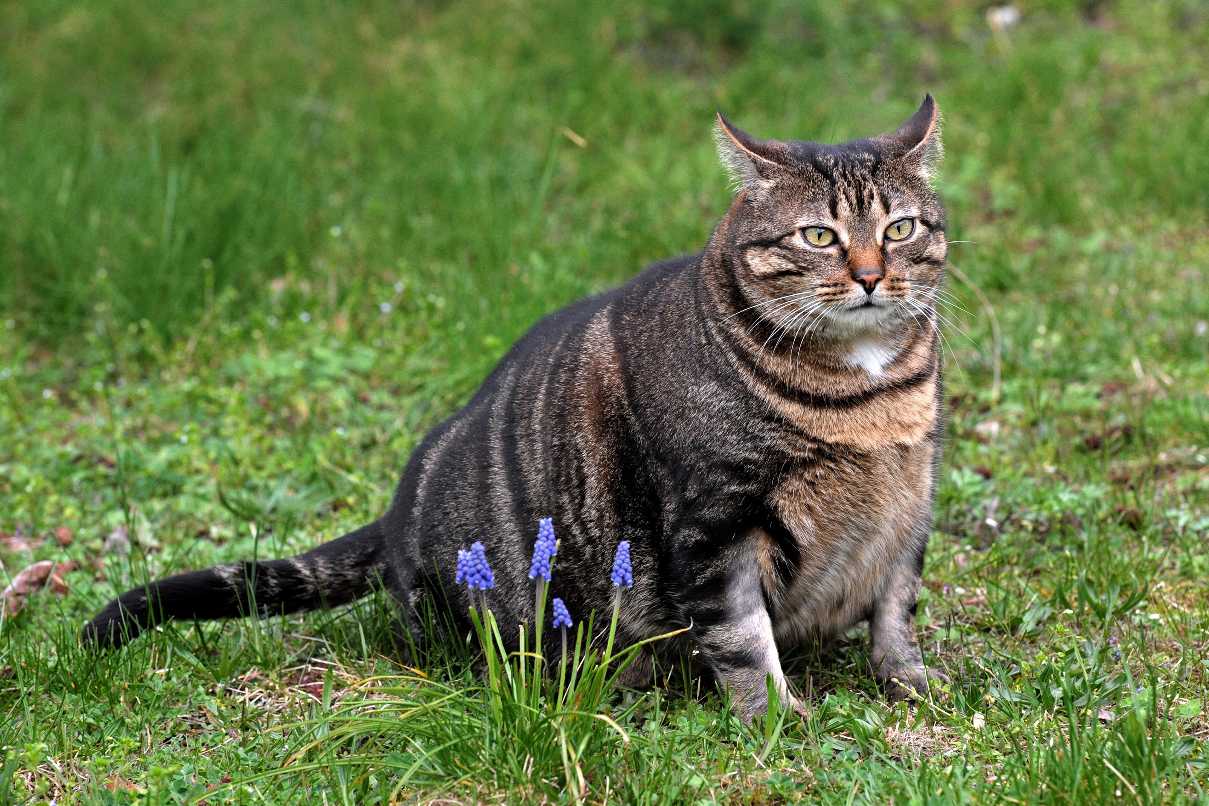 Download mobile wallpaper Cats, Grass, Flower, Cat, Animal for free.
