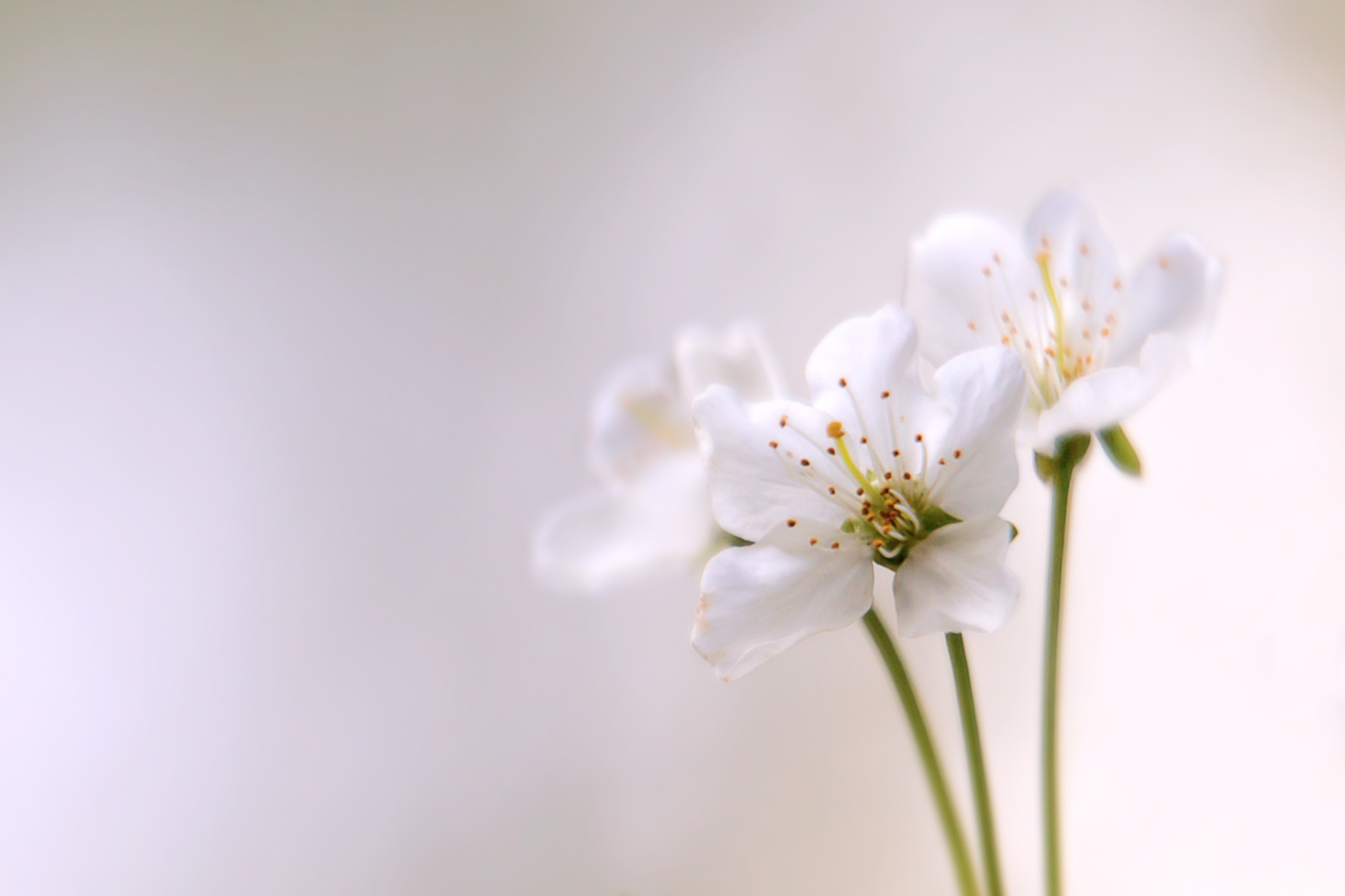 Free download wallpaper Nature, Flowers, Flower, Earth, Bokeh, White Flower on your PC desktop