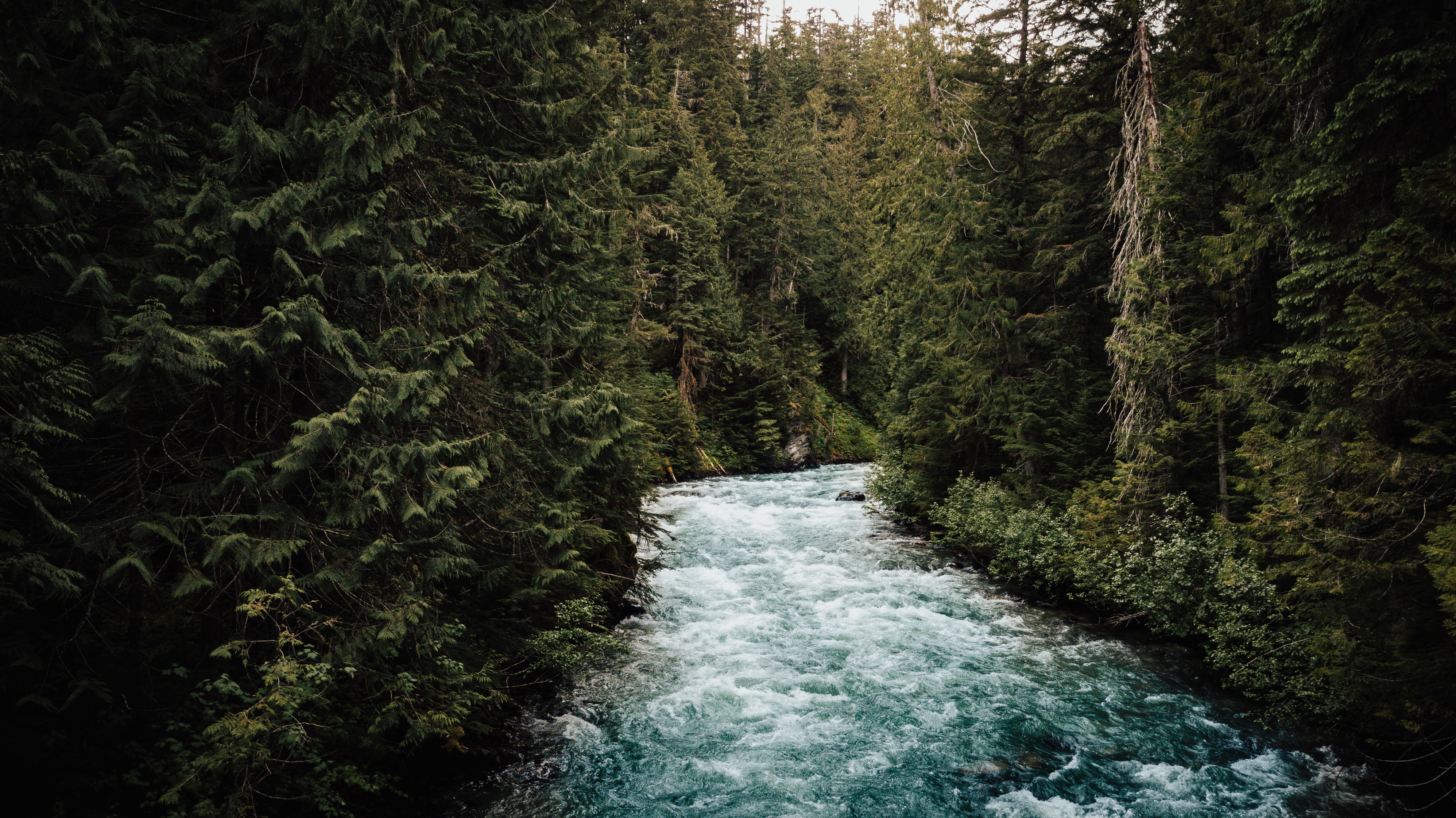 Free download wallpaper Nature, Water, Trees, Forest, Rivers on your PC desktop