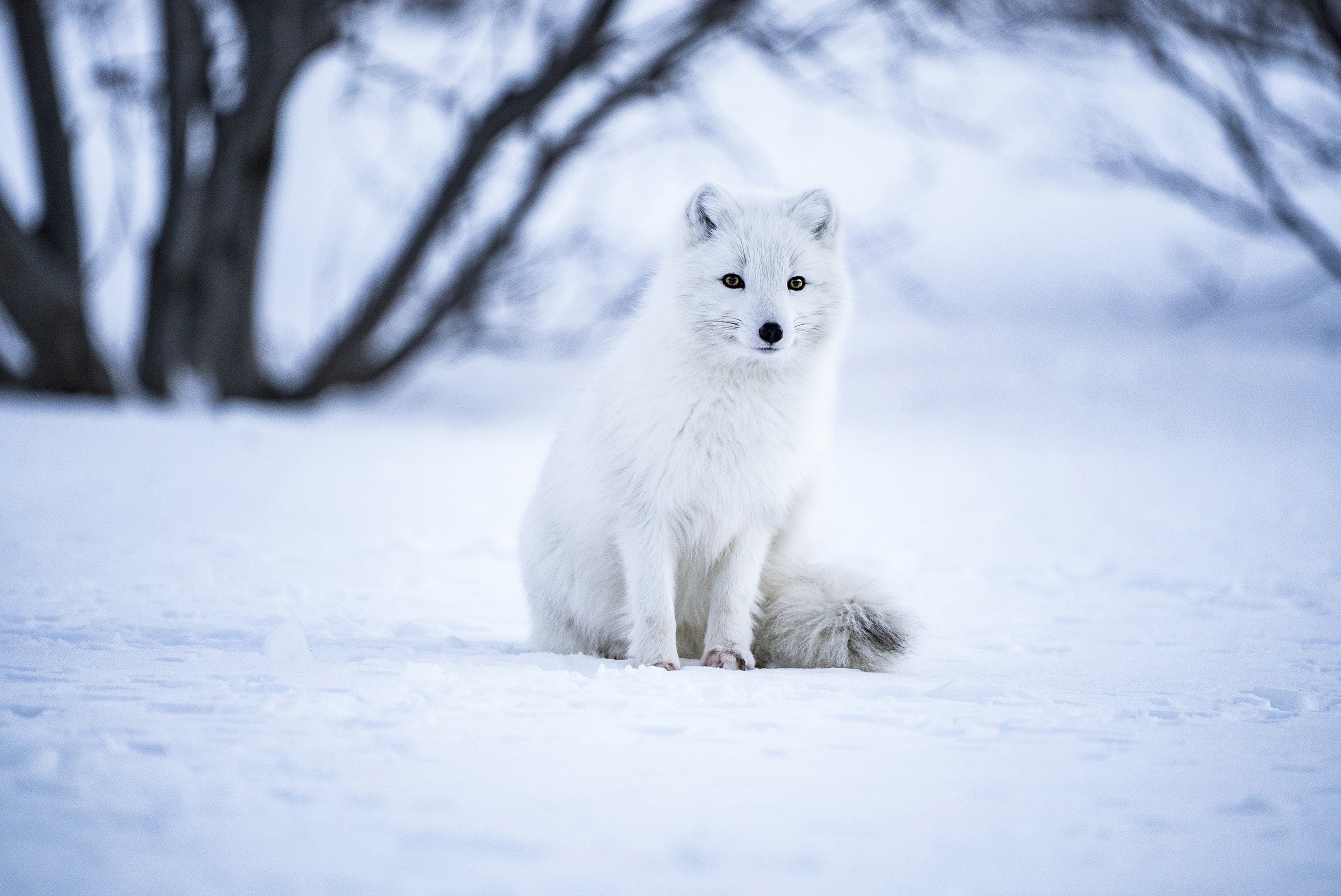 無料モバイル壁紙動物, 雪, 犬, ホッキョクギツネ, 狐をダウンロードします。