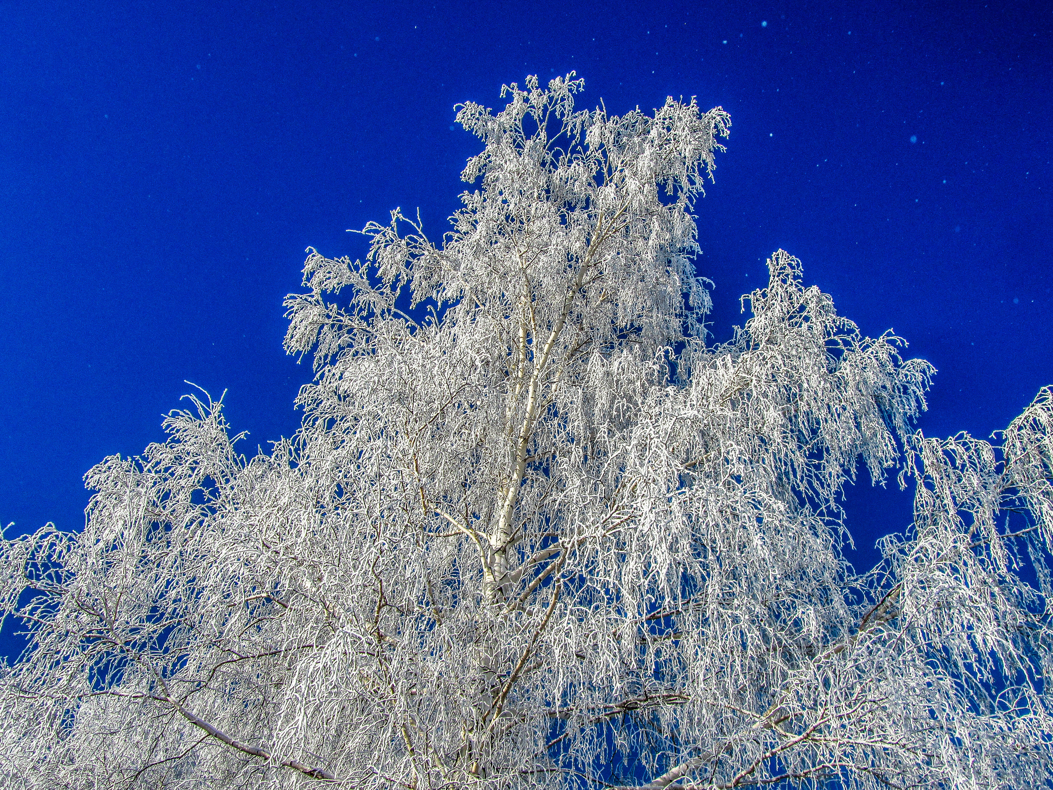 Baixe gratuitamente a imagem Inverno, Árvore, Terra/natureza na área de trabalho do seu PC