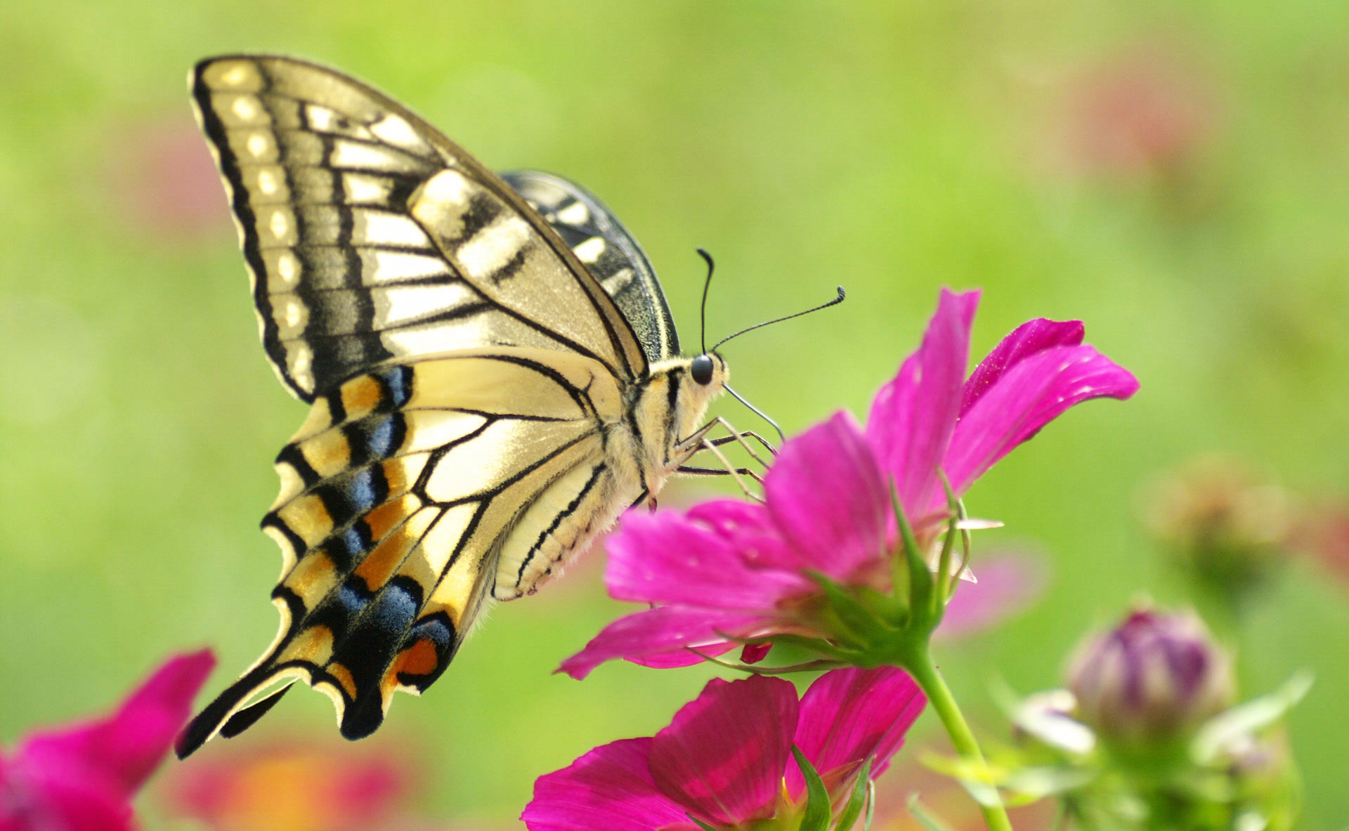 Laden Sie das Farbe, Blumen, Makro, Schmetterling, Patterns-Bild kostenlos auf Ihren PC-Desktop herunter