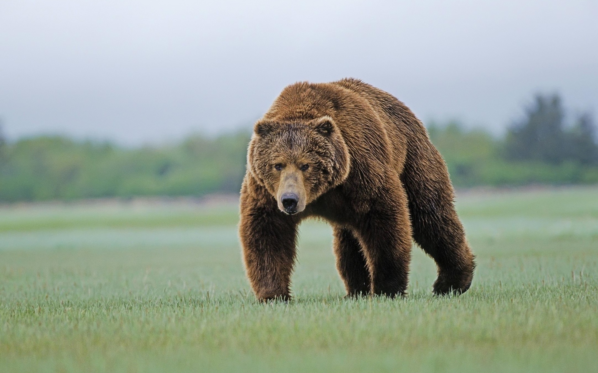 Téléchargez gratuitement l'image Ours, Animaux sur le bureau de votre PC