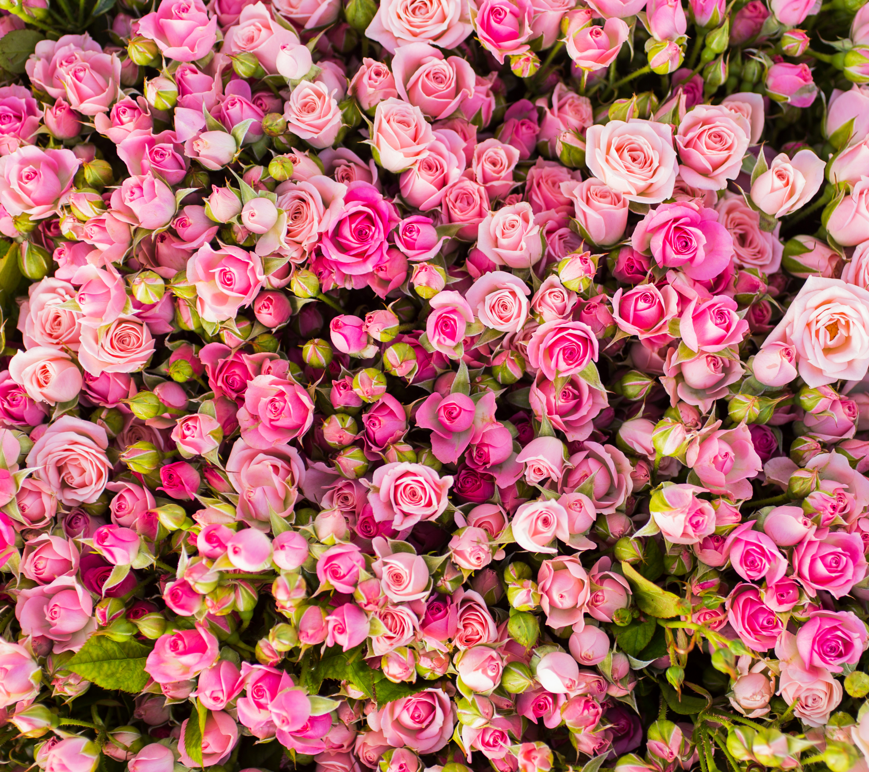 Скачать обои бесплатно Цветок, Роза, Бутон, Земля, Земля/природа, Розовый Цветок, Розовая Роза, Флауэрсы картинка на рабочий стол ПК