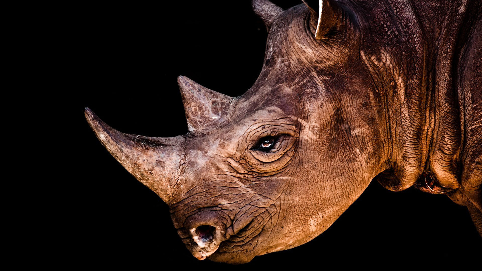 279403 descargar imagen animales, rinoceronte: fondos de pantalla y protectores de pantalla gratis