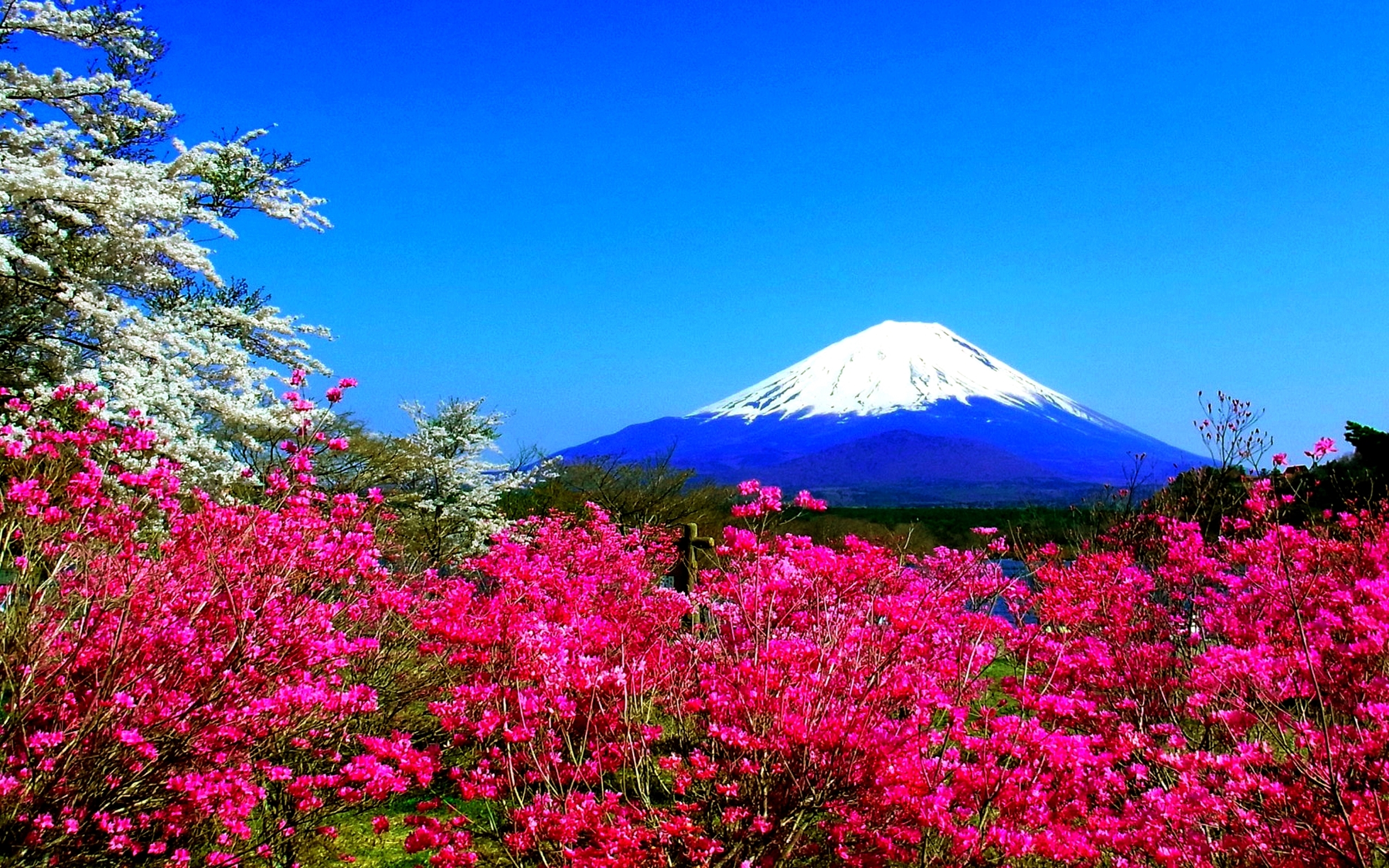 Download mobile wallpaper Flower, Earth, Japan, Spring, Mount Fuji for free.