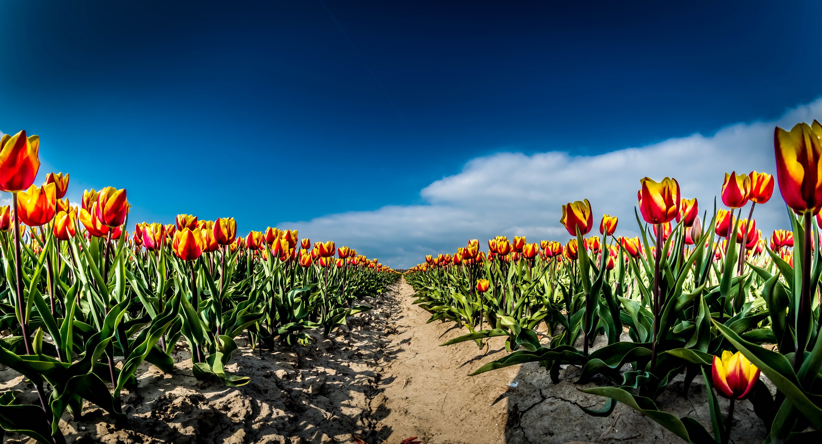 Download mobile wallpaper Nature, Flowers, Flower, Earth, Field, Tulip, Orange Flower for free.