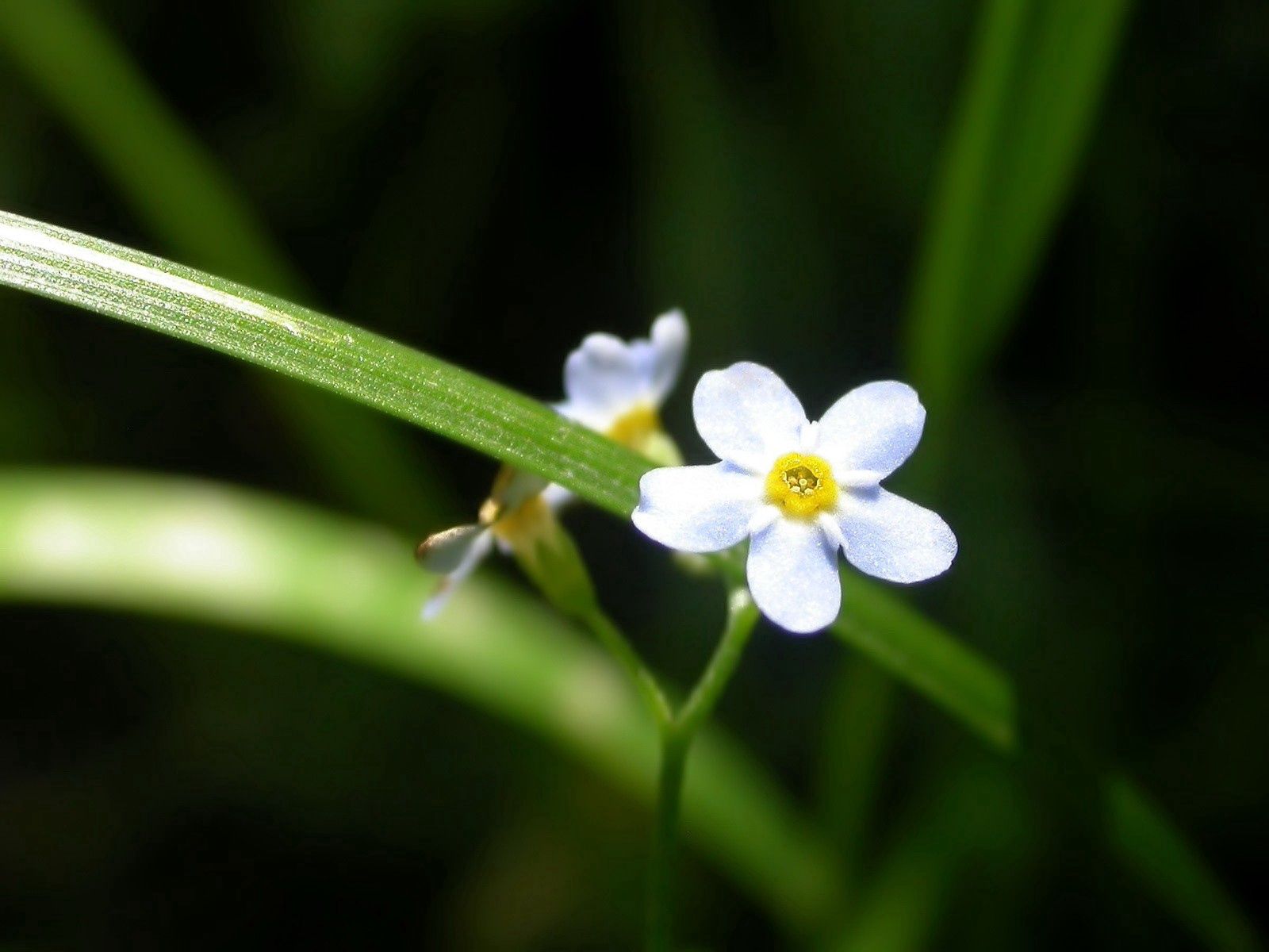 small, flowers, grass, white, greens