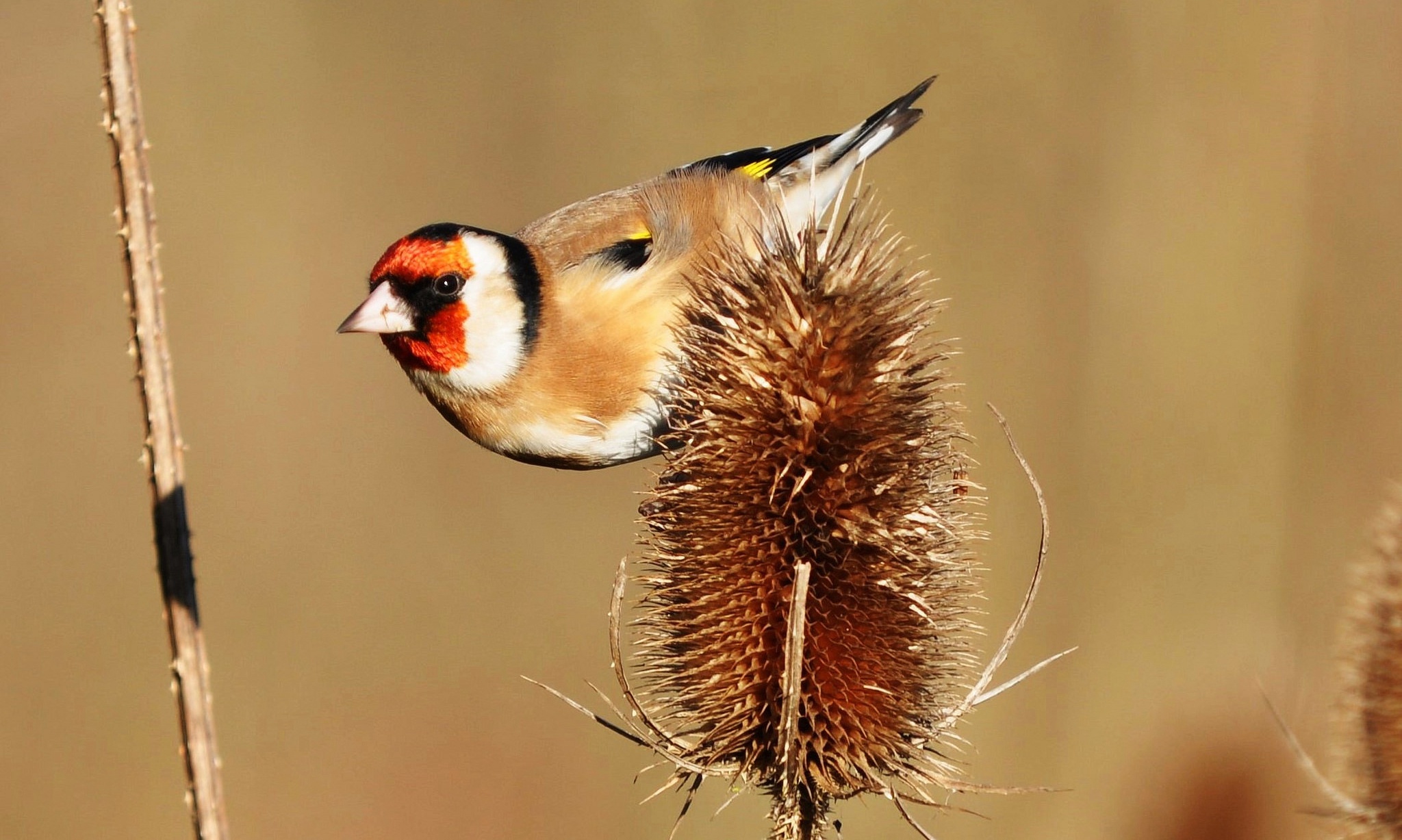 Download mobile wallpaper Birds, Bird, Animal, Goldfinch, European Goldfinch for free.