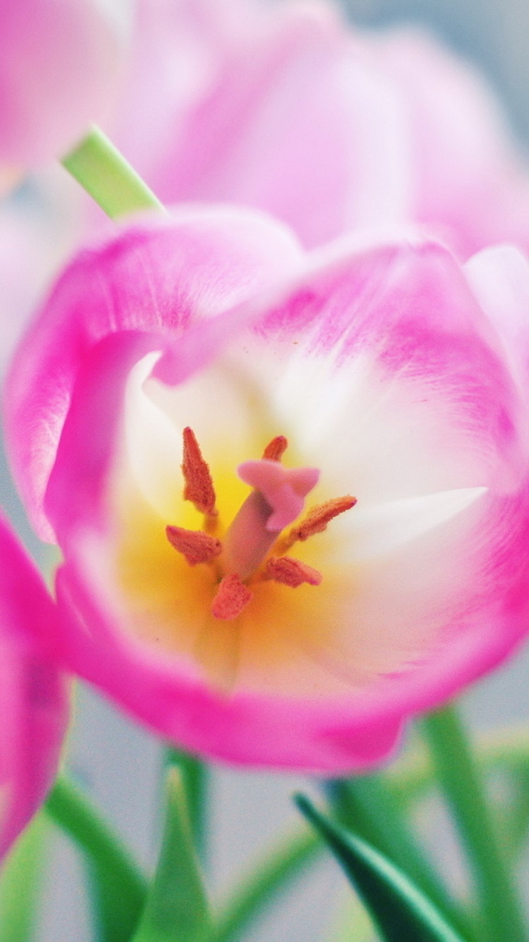 Téléchargez des papiers peints mobile Fleurs, Tulipe, Terre/nature gratuitement.