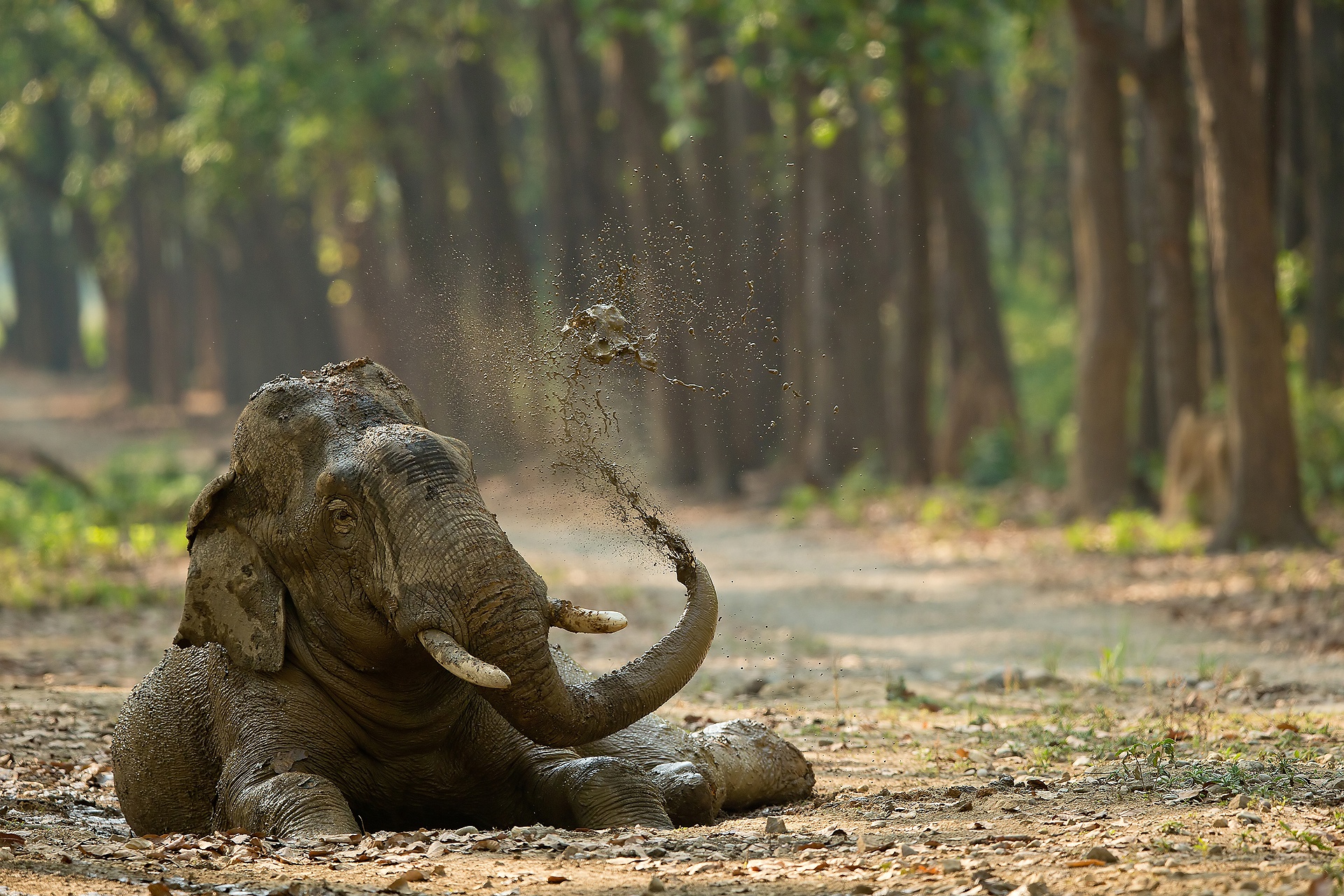 Free download wallpaper Elephants, Animal, Asian Elephant, Depth Of Field on your PC desktop