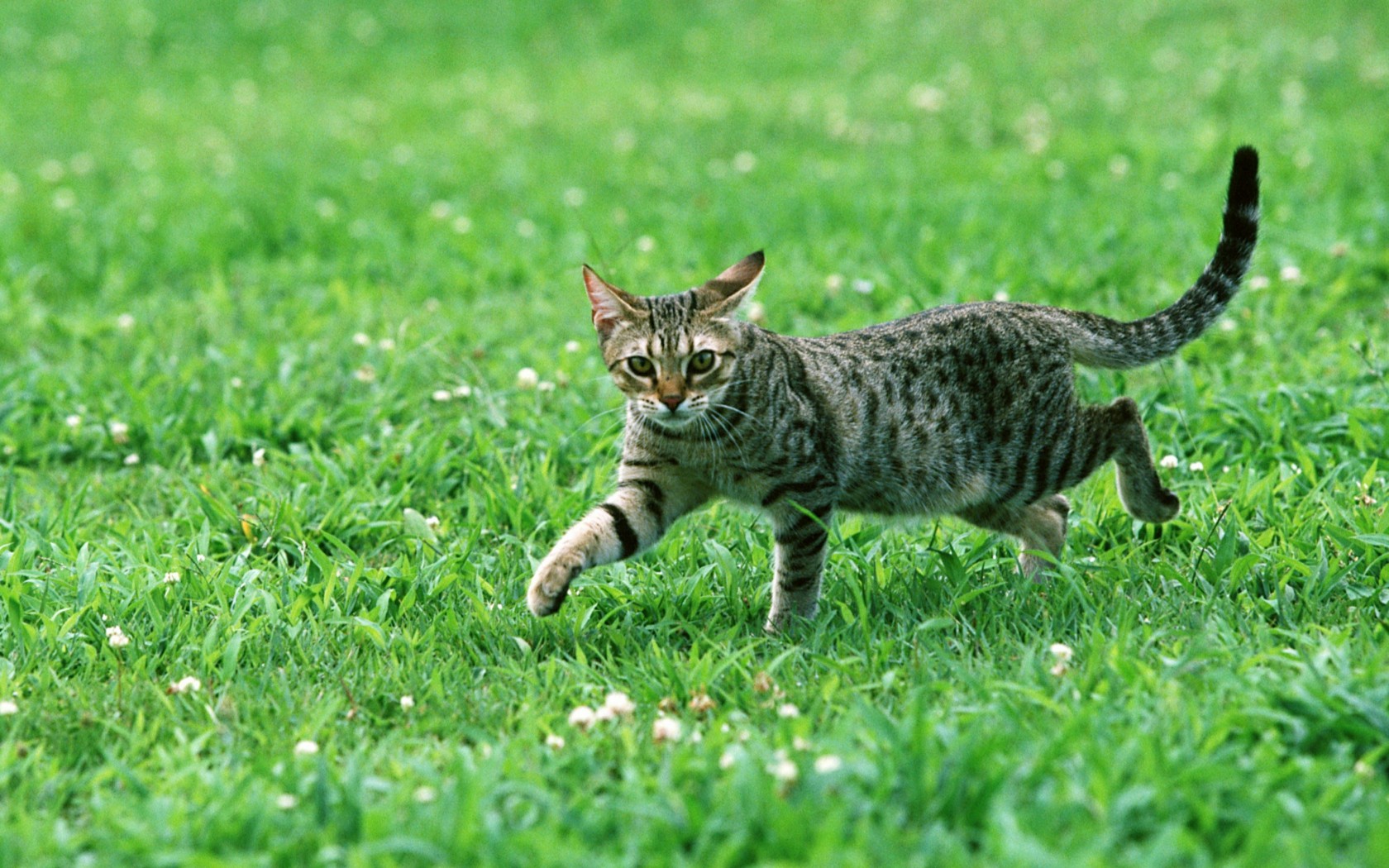 Téléchargez des papiers peints mobile Animaux, Chats, Chat gratuitement.