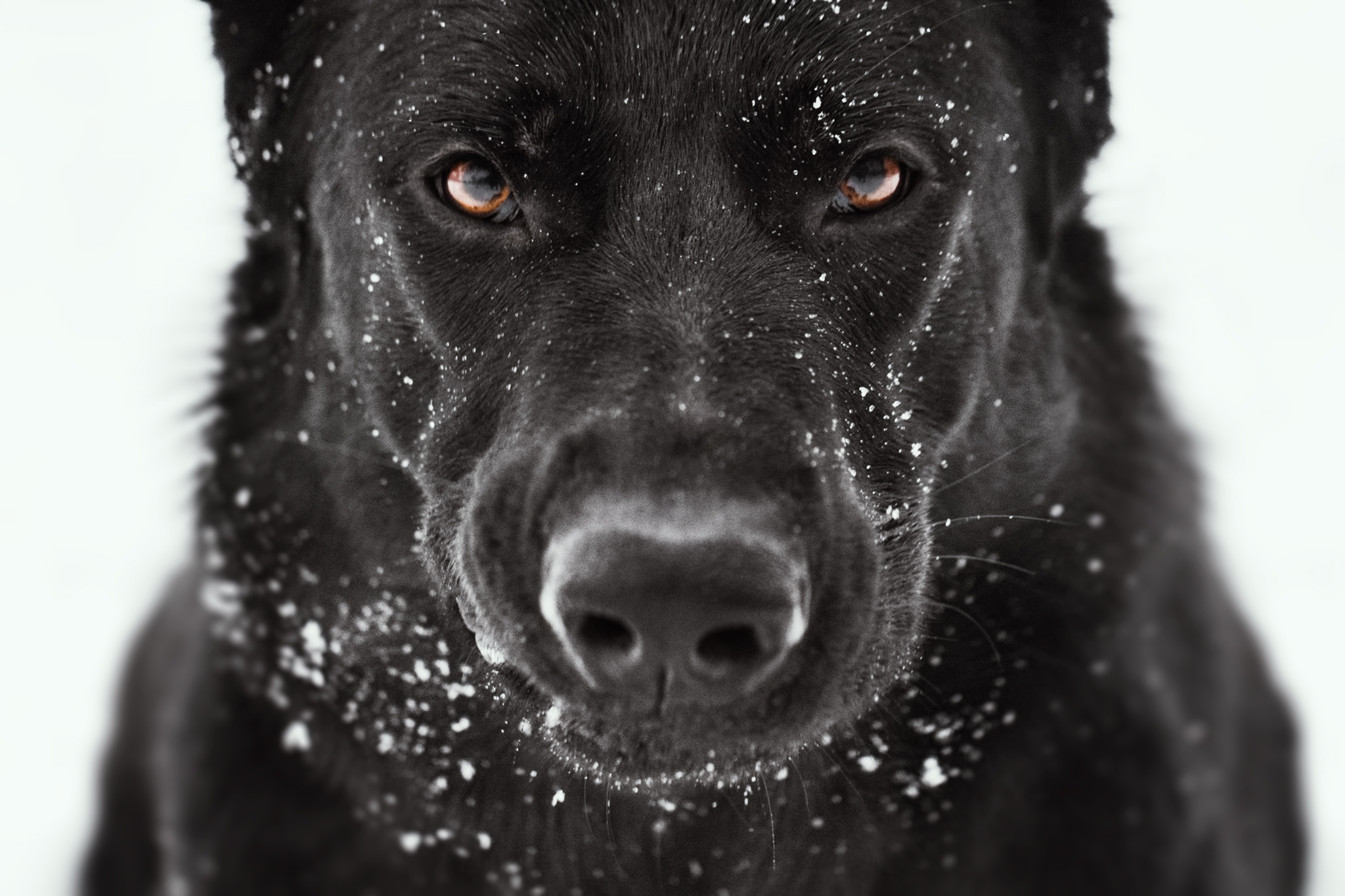 Free download wallpaper Dogs, Dog, Muzzle, Animal, German Shepherd on your PC desktop