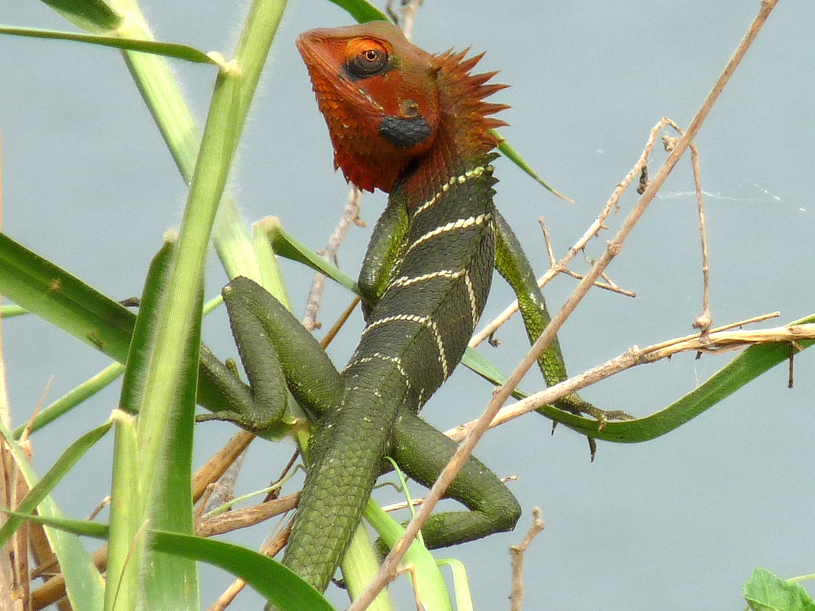 Descarga gratuita de fondo de pantalla para móvil de Animales, Lagarto.