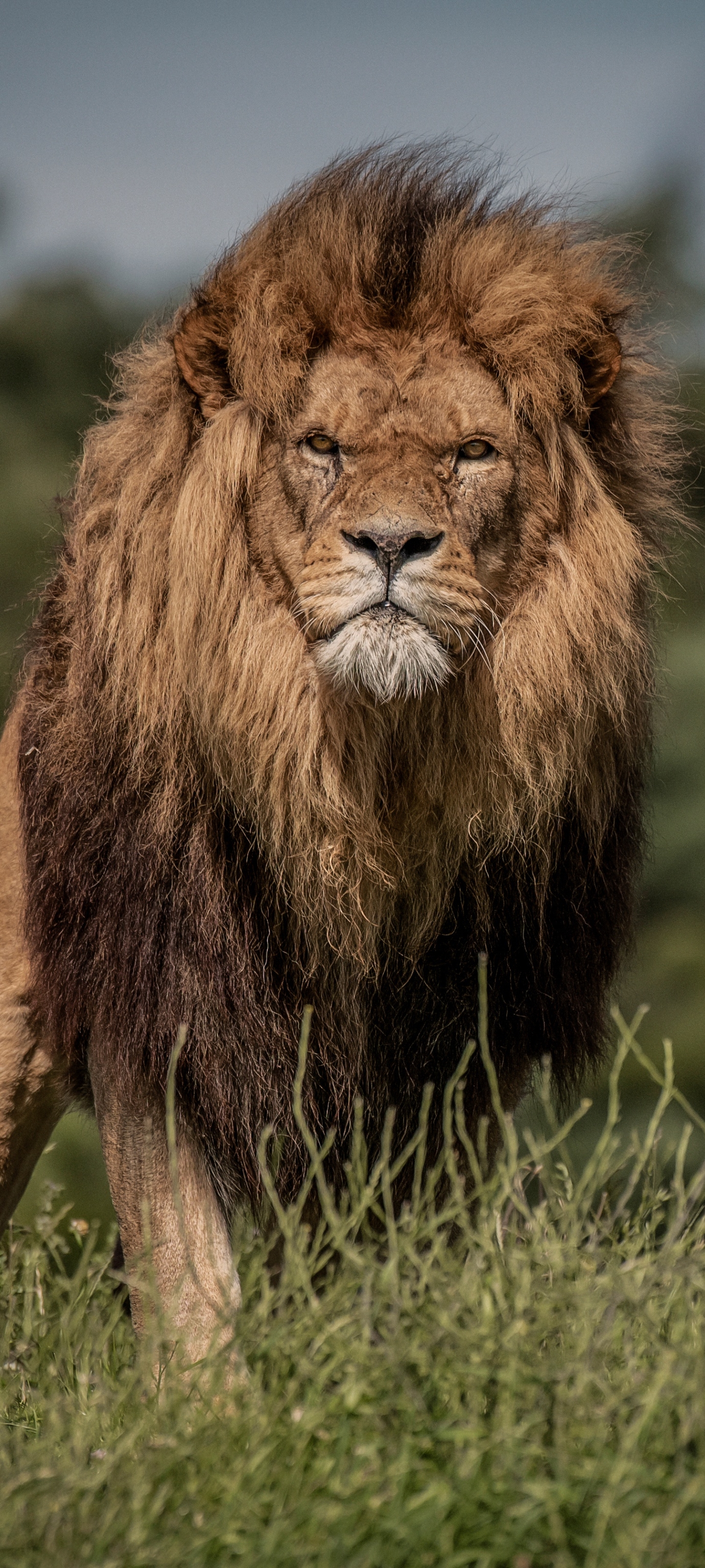 Téléchargez des papiers peints mobile Animaux, Chats, Lion gratuitement.