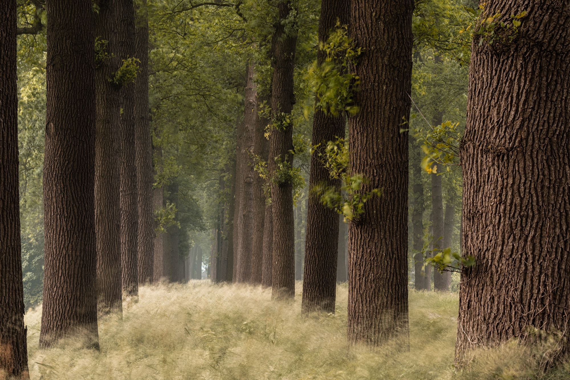 Free download wallpaper Nature, Grass, Forest, Tree, Earth, Path, Tree Lined on your PC desktop