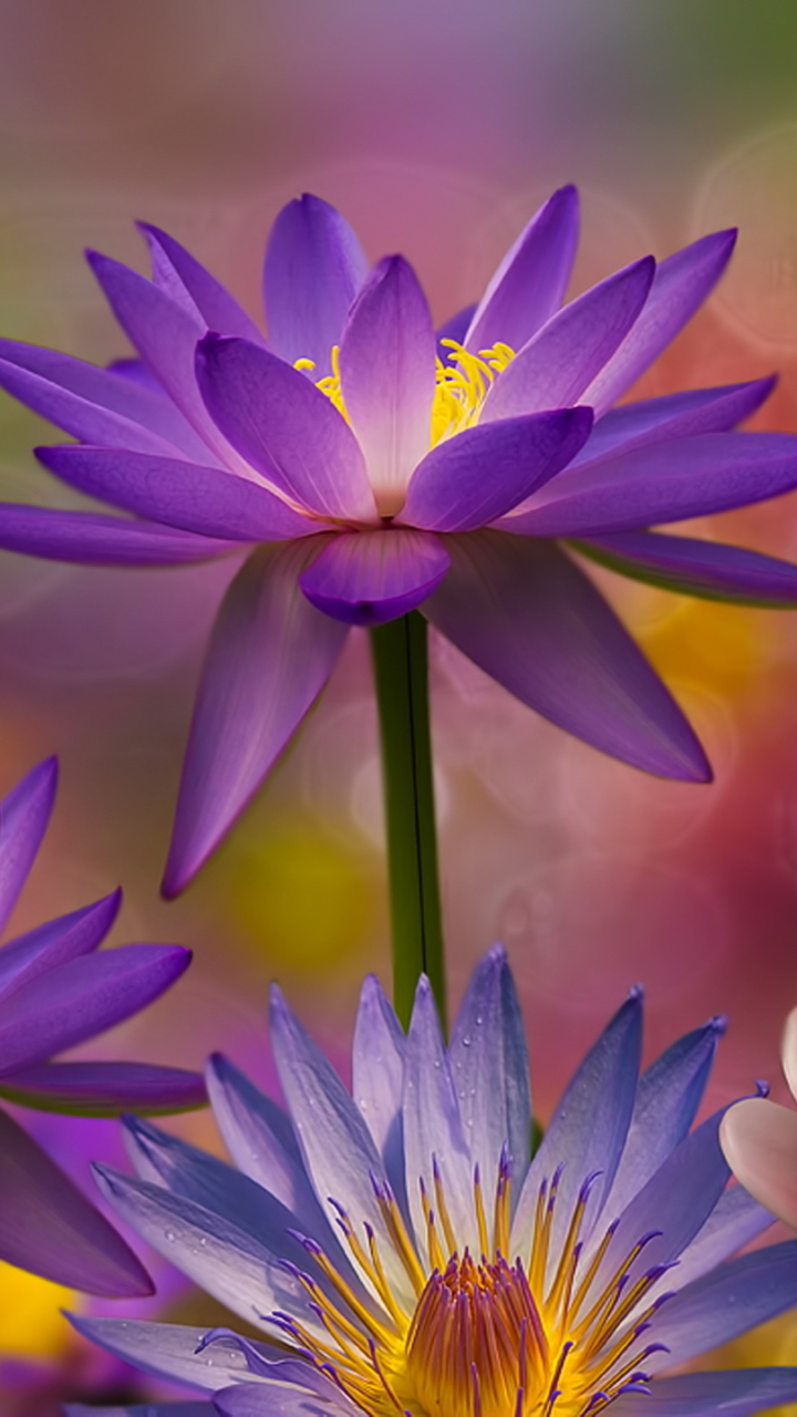 無料モバイル壁紙フラワーズ, 花, 地球, ボケ, スイレン, ロータス, 紫色の花をダウンロードします。