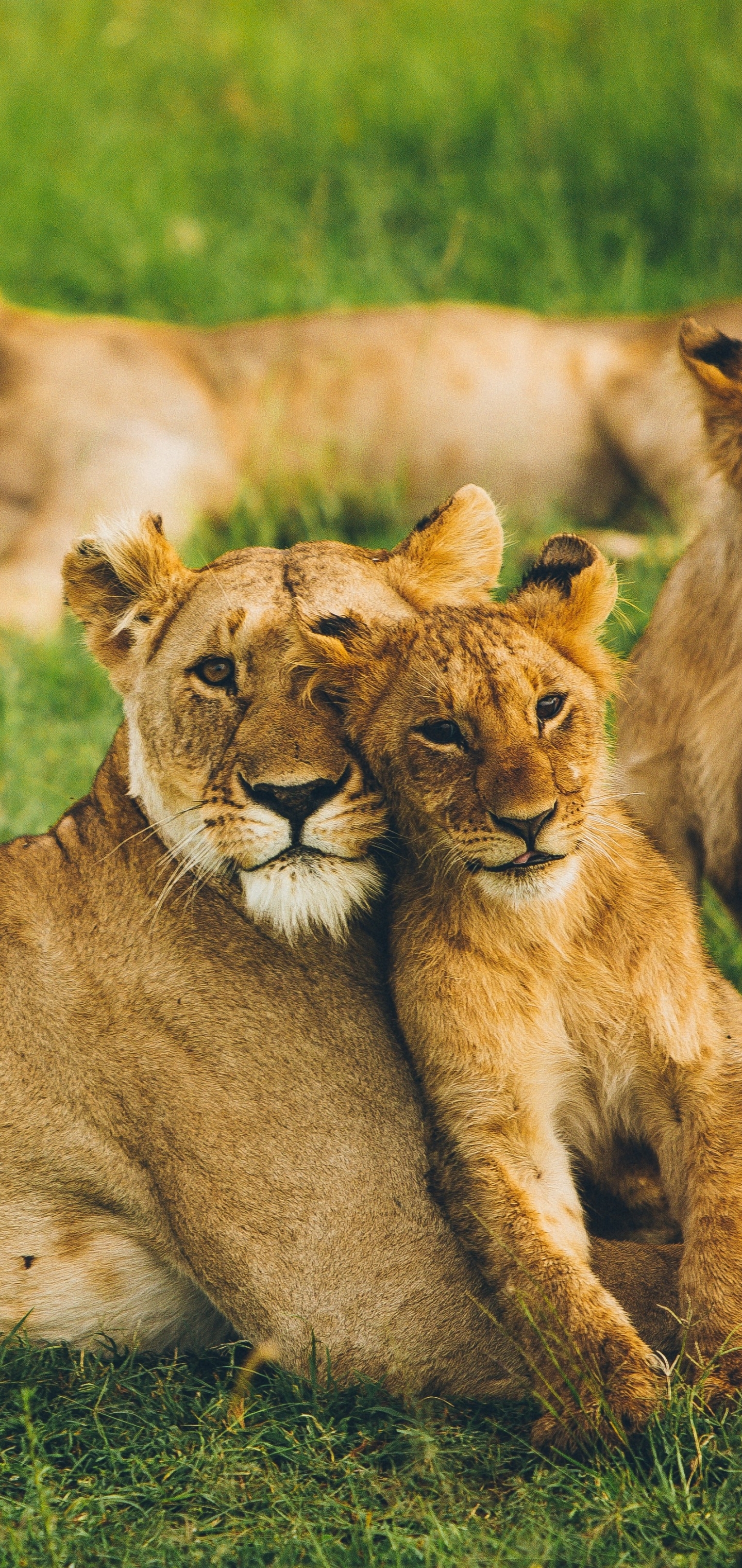 Laden Sie das Tiere, Katzen, Löwe, Tierbaby, Jungtier-Bild kostenlos auf Ihren PC-Desktop herunter