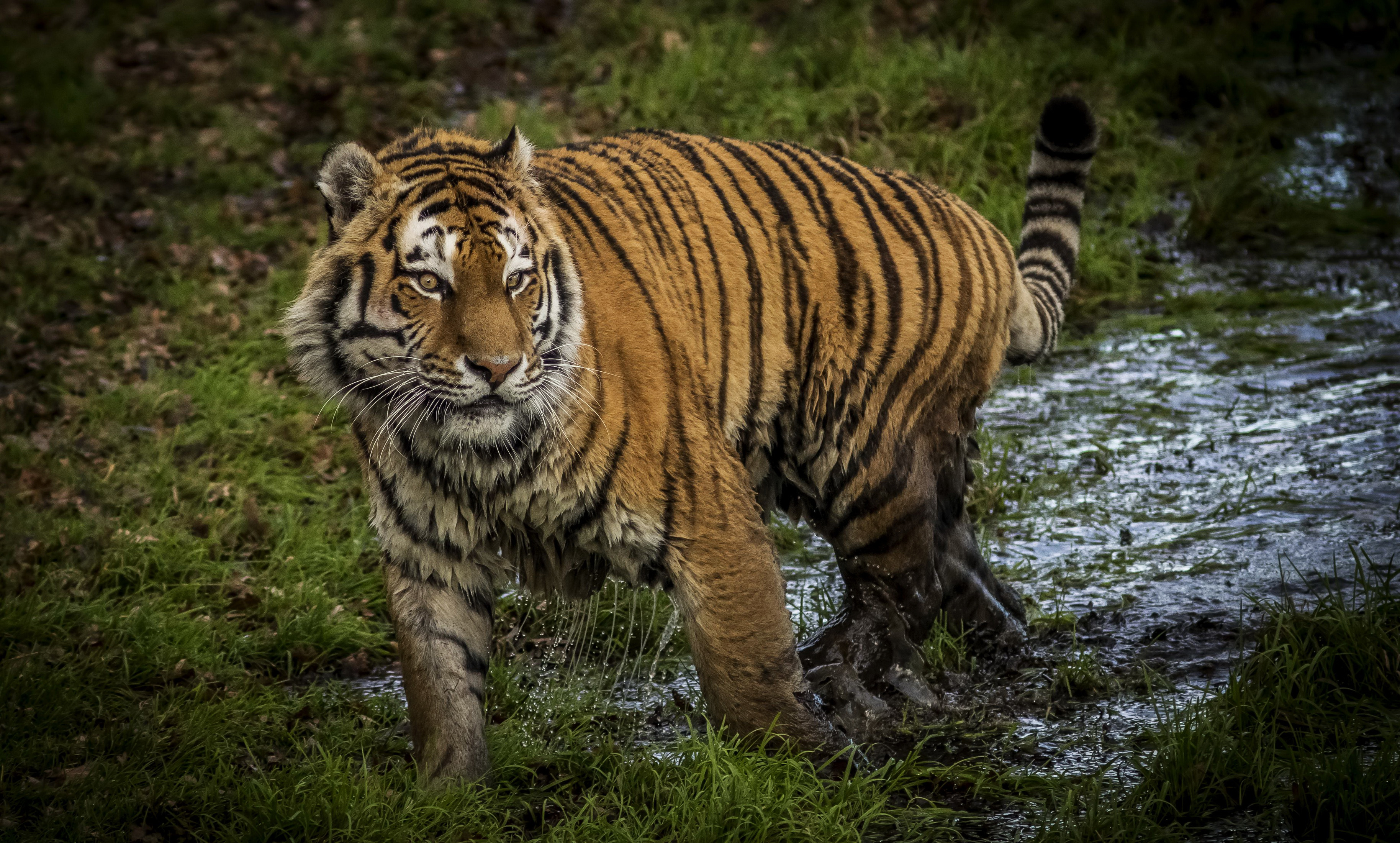 Téléchargez gratuitement l'image Animaux, Chats, Tigre sur le bureau de votre PC