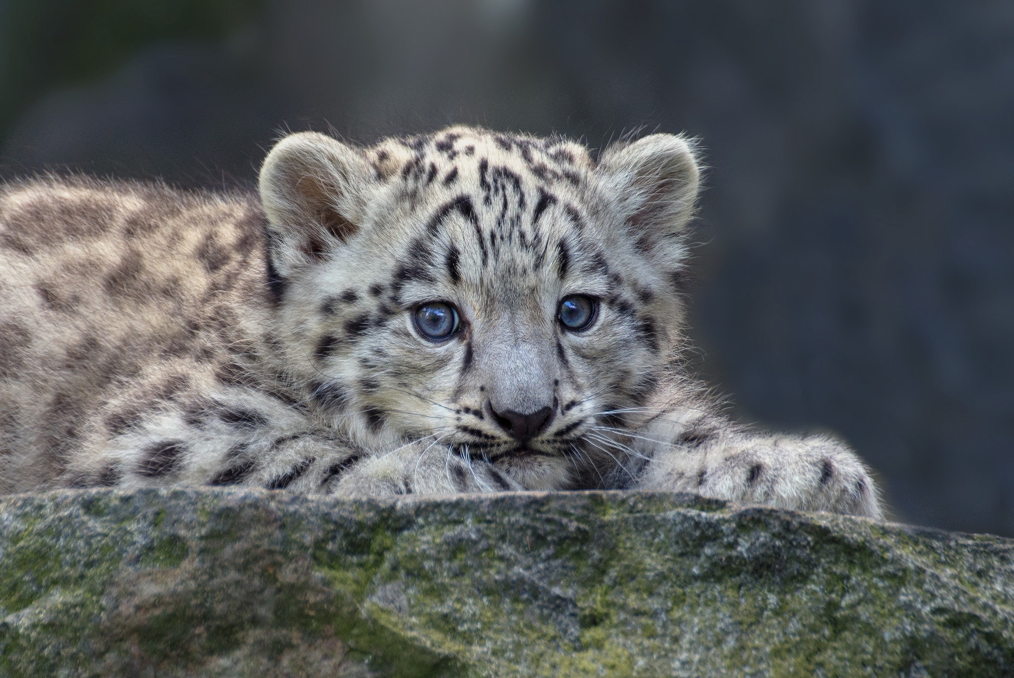 Free download wallpaper Cats, Snow Leopard, Animal, Baby Animal, Cub on your PC desktop