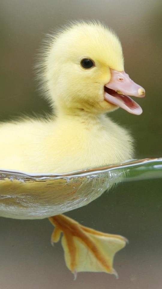 Download mobile wallpaper Birds, Water, Animal, Duck, Duckling, Baby Animal for free.