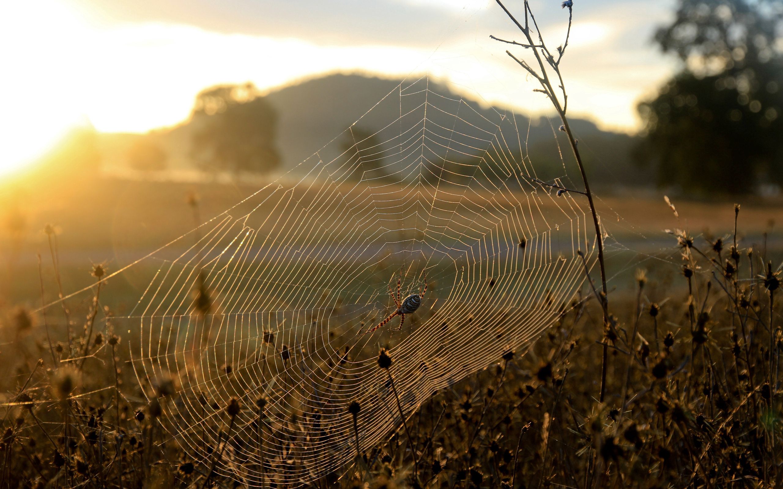 shine, dry, withered, nature, grass, sun, web, light, it's a sly, spider