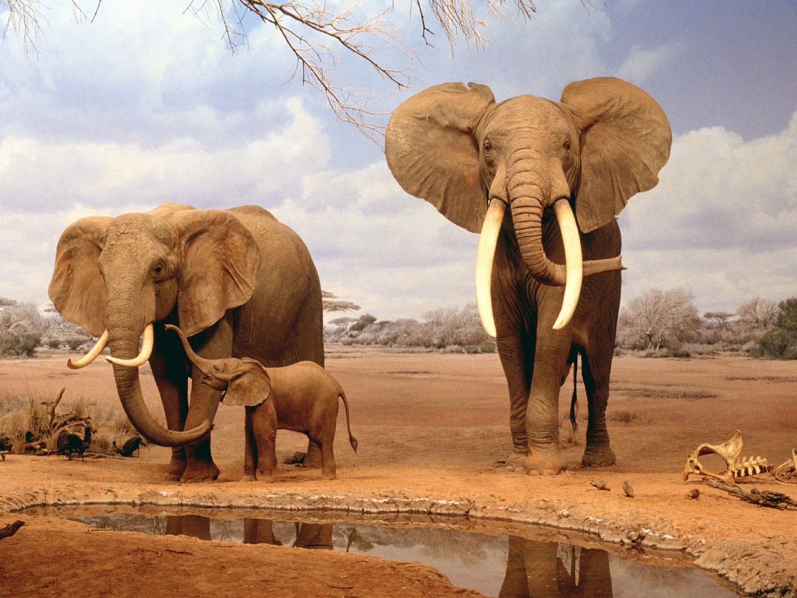 1438628 скачать картинку животные, африканский слон - обои и заставки бесплатно
