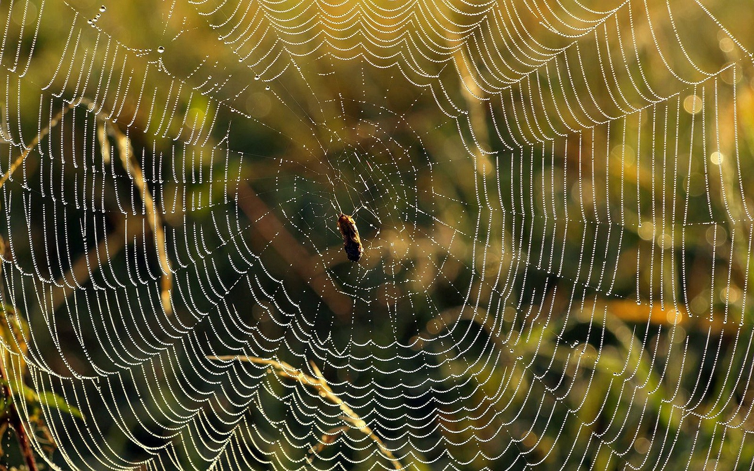 Free download wallpaper Spiders, Animal, Spider, Spider Web on your PC desktop