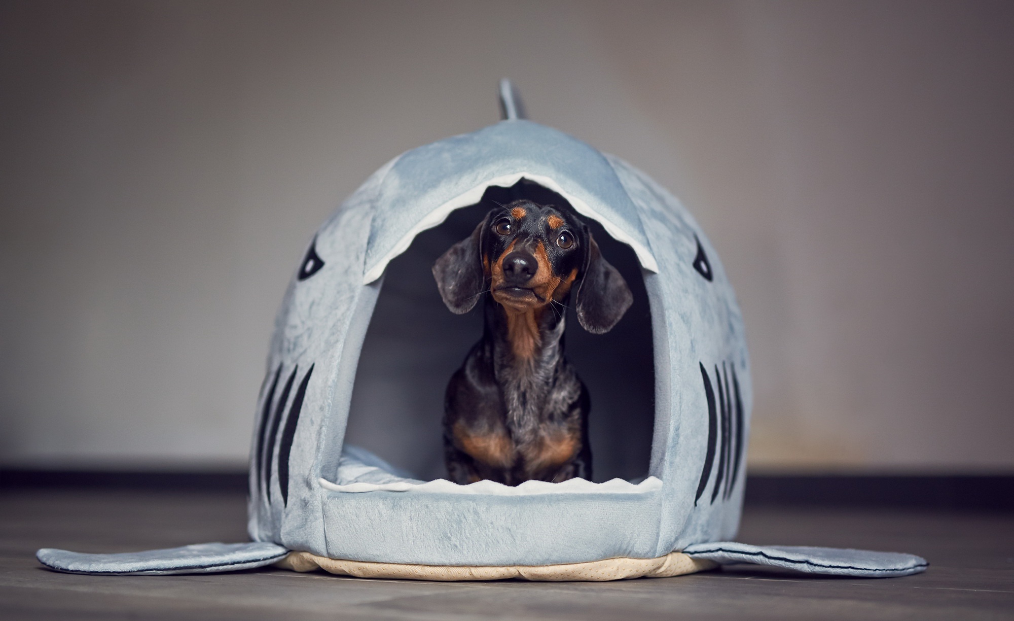 Free download wallpaper Dogs, Dog, Animal, Dachshund on your PC desktop