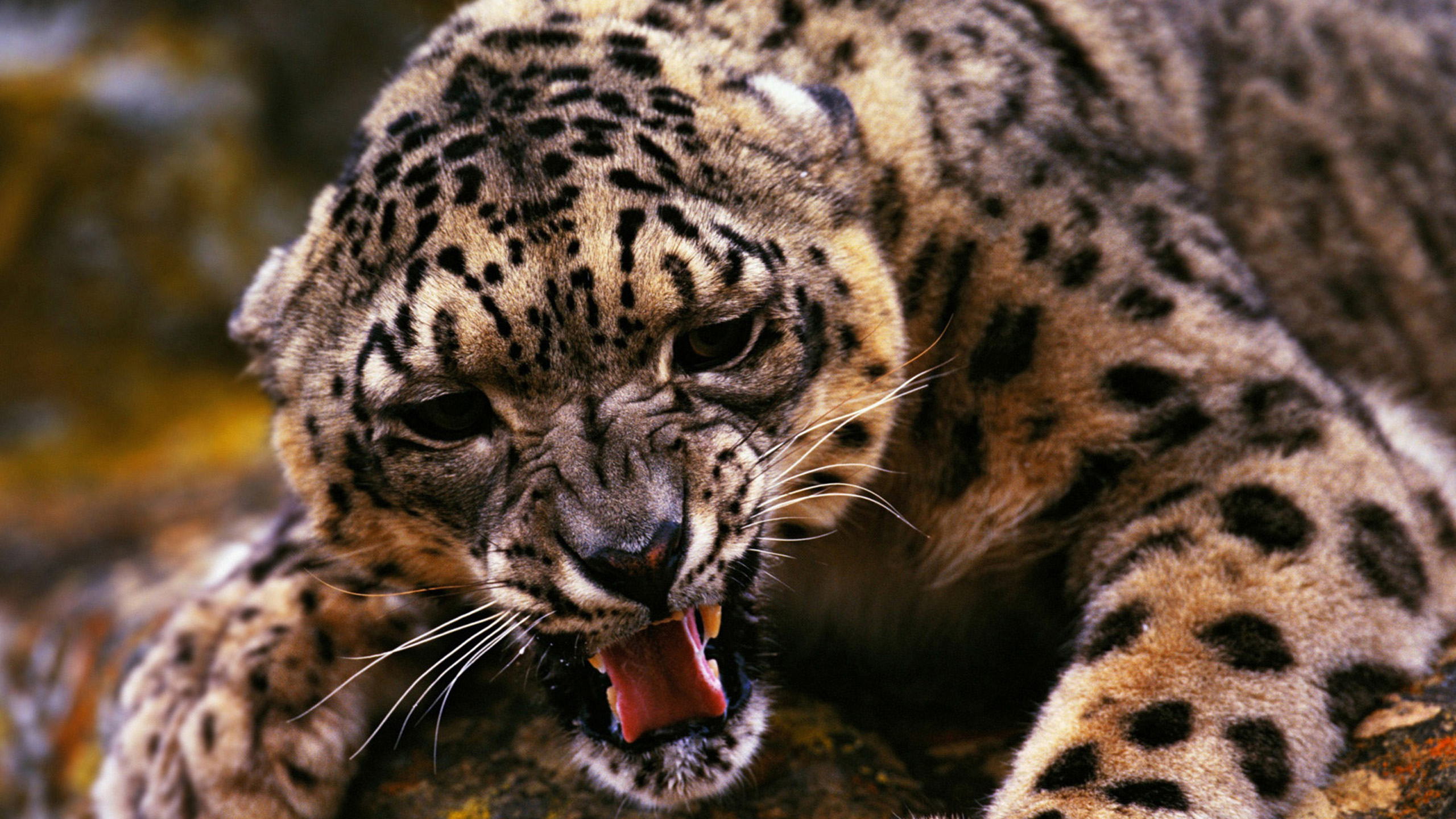 Descarga gratuita de fondo de pantalla para móvil de Animales, Leopardo De Las Nieves.