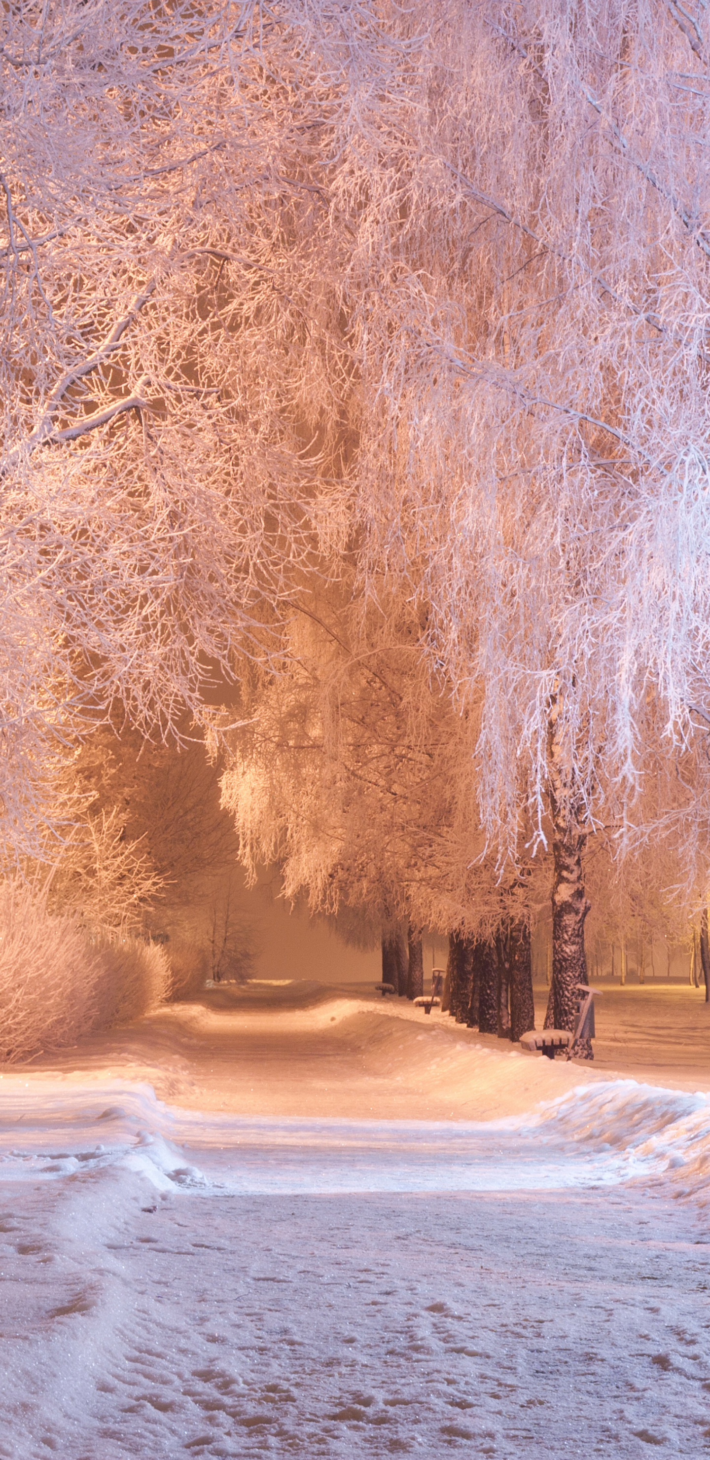 Baixar papel de parede para celular de Inverno, Noite, Parque, Árvore, Terra, Fotografia gratuito.