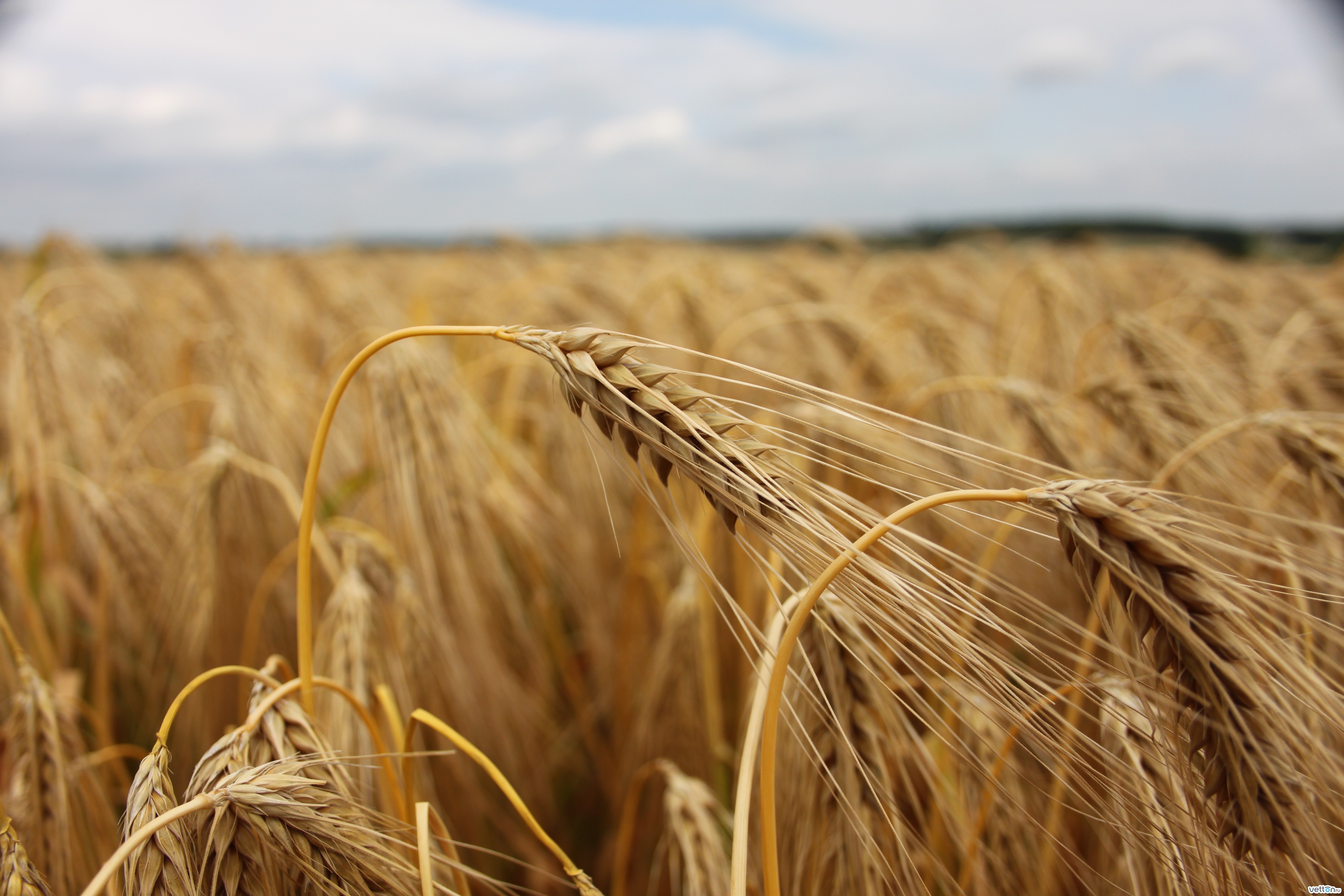 Laden Sie das Weizen, Hintergrund, Pflanzen, Felder-Bild kostenlos auf Ihren PC-Desktop herunter